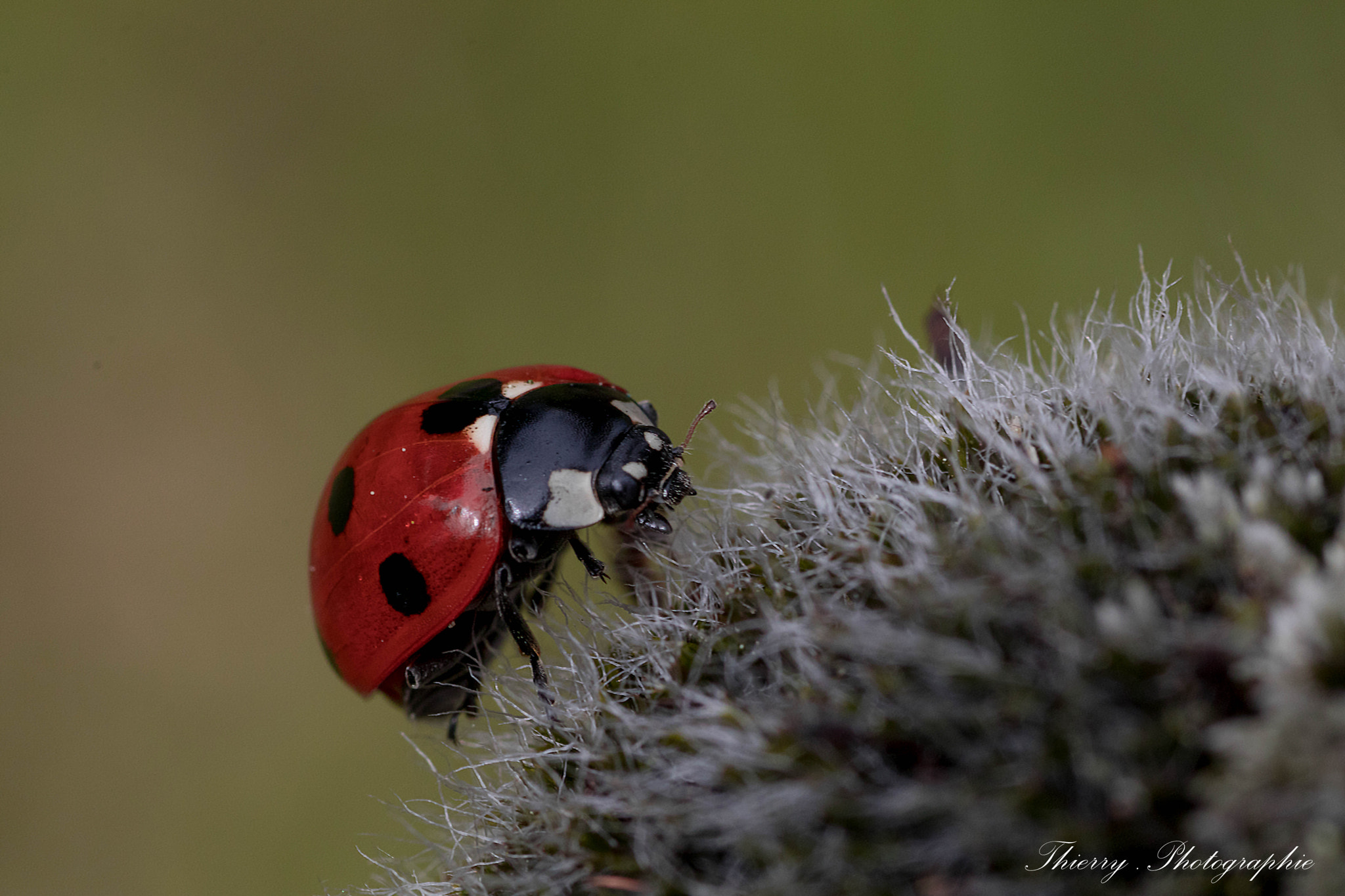 Canon EOS 80D + Tamron SP AF 90mm F2.8 Di Macro sample photo. 1936.jpg photography