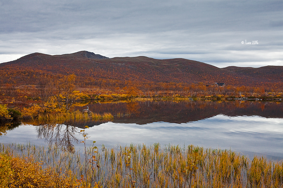 Canon EF 50mm F1.4 USM sample photo. Autumn in finland photography