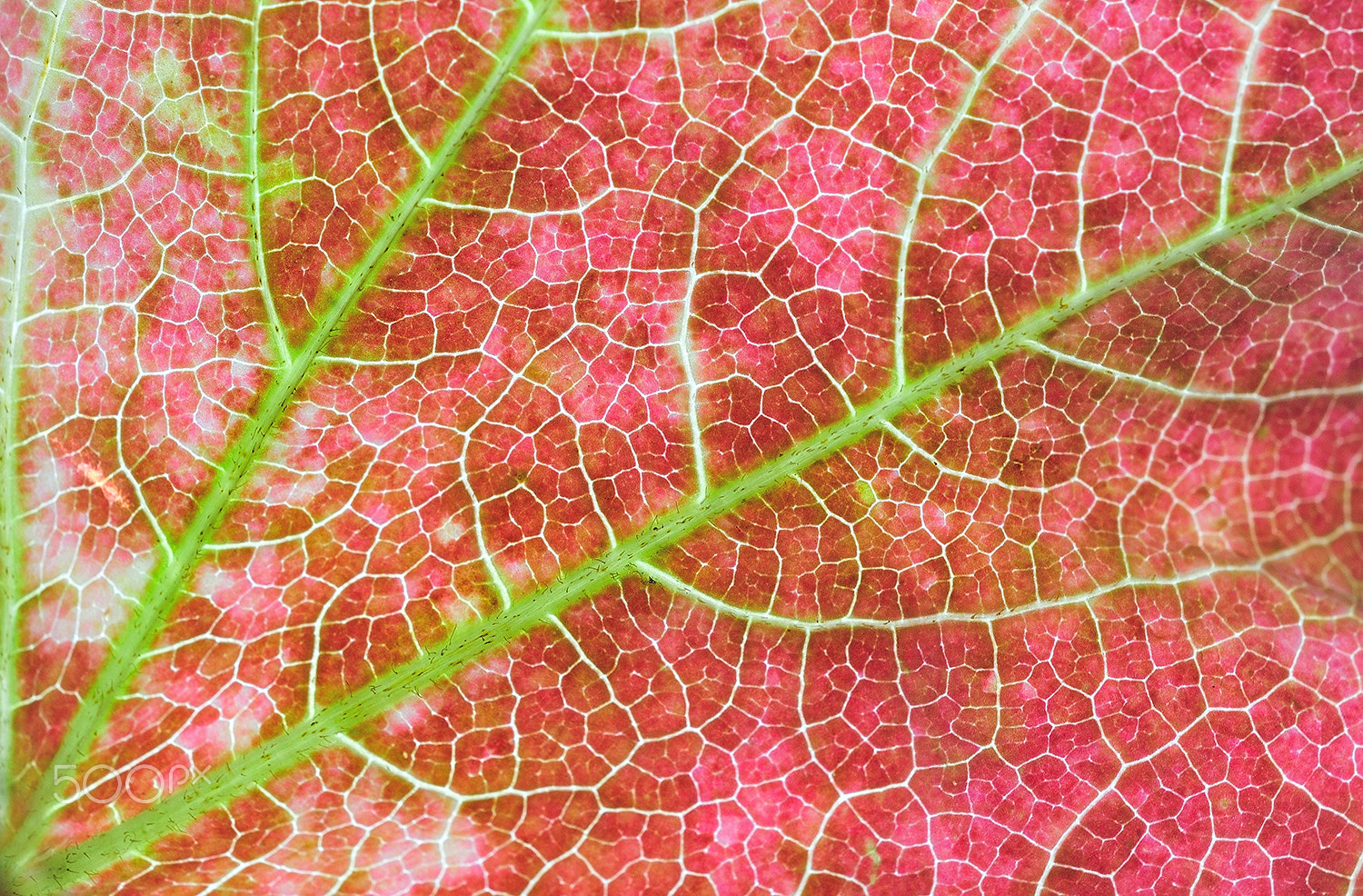 Nikon D300 + Sigma 150mm F2.8 EX DG Macro HSM sample photo. Autumn photography