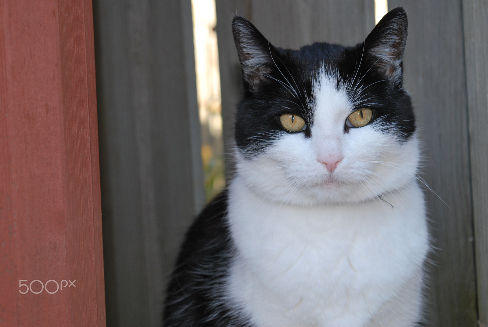 Nikon D60 sample photo. Fifi the nasty cat photography