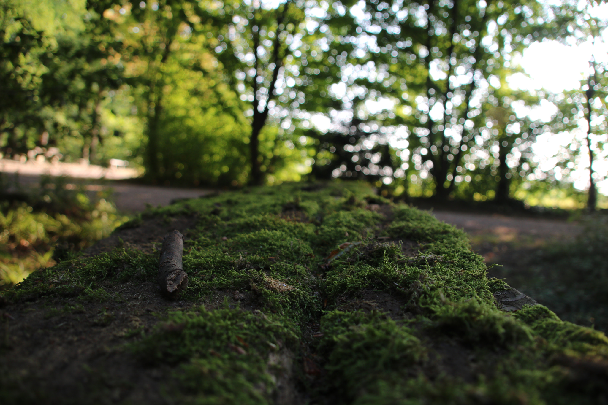 Canon EOS 750D (EOS Rebel T6i / EOS Kiss X8i) + Canon TS-E 90mm F2.8 Tilt-Shift sample photo. Moos on the table photography