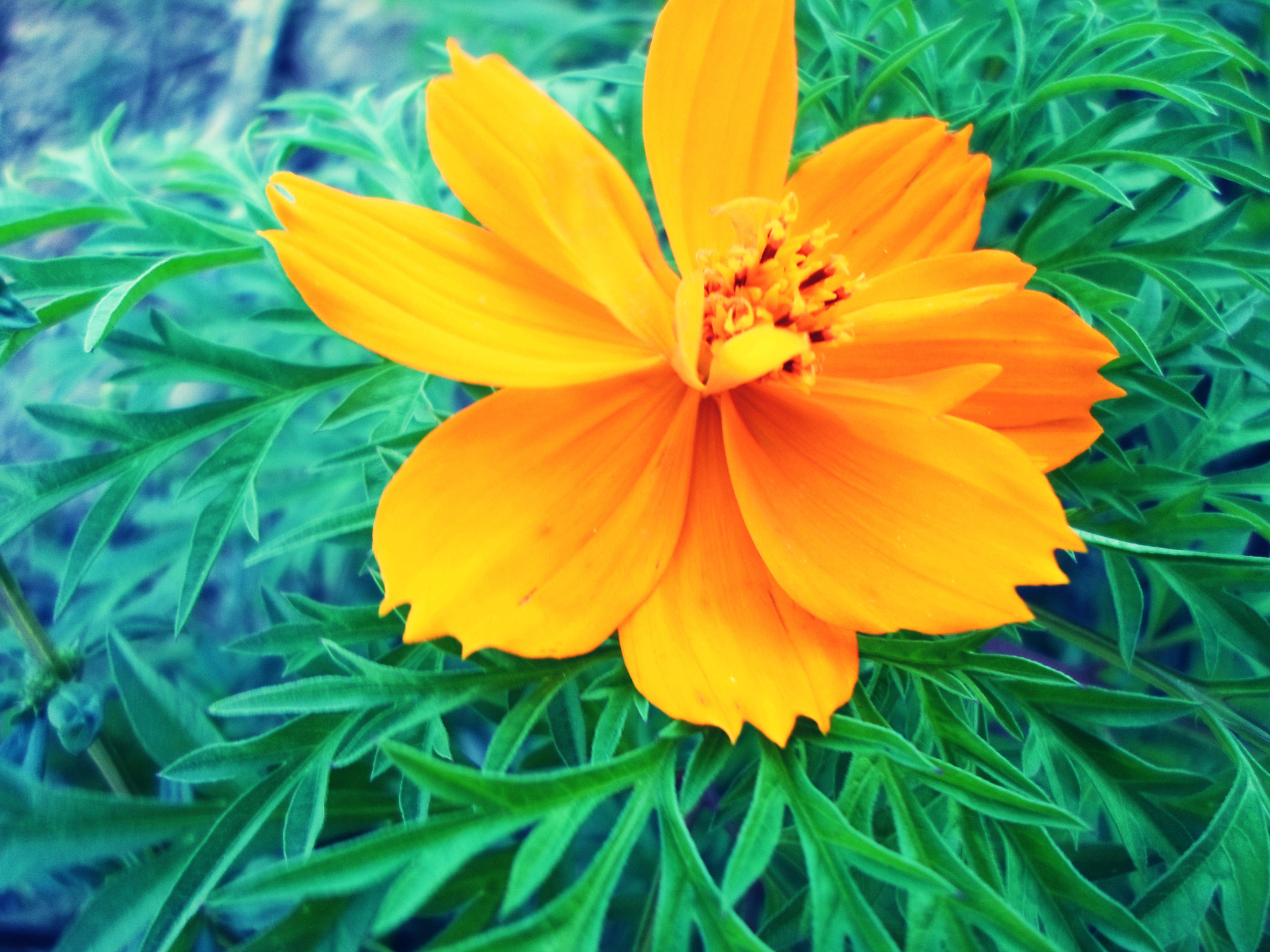 Samsung ST77 / ST79 sample photo. Flor photography