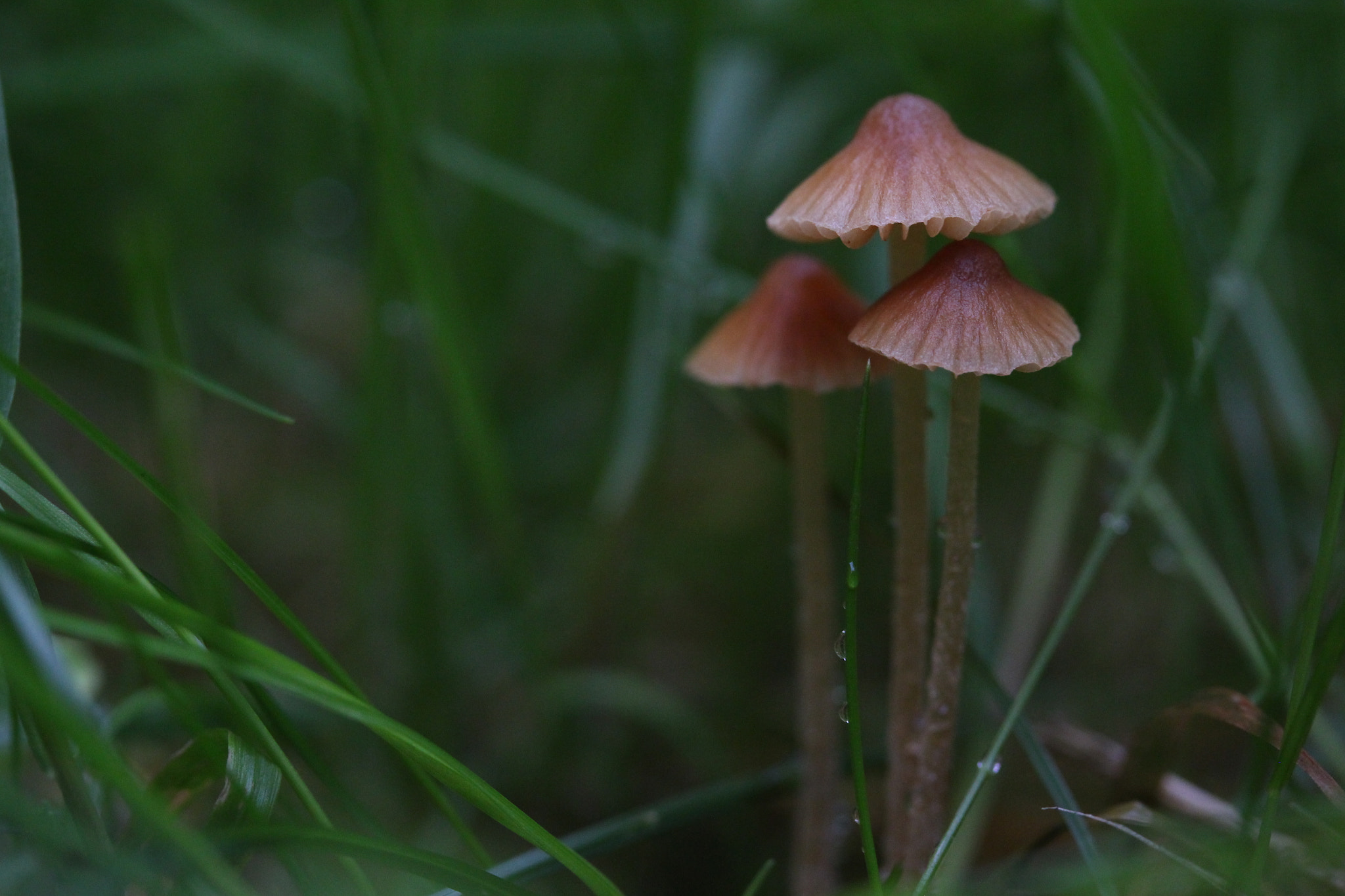Canon EF-S 60mm F2.8 Macro USM sample photo. Little three photography