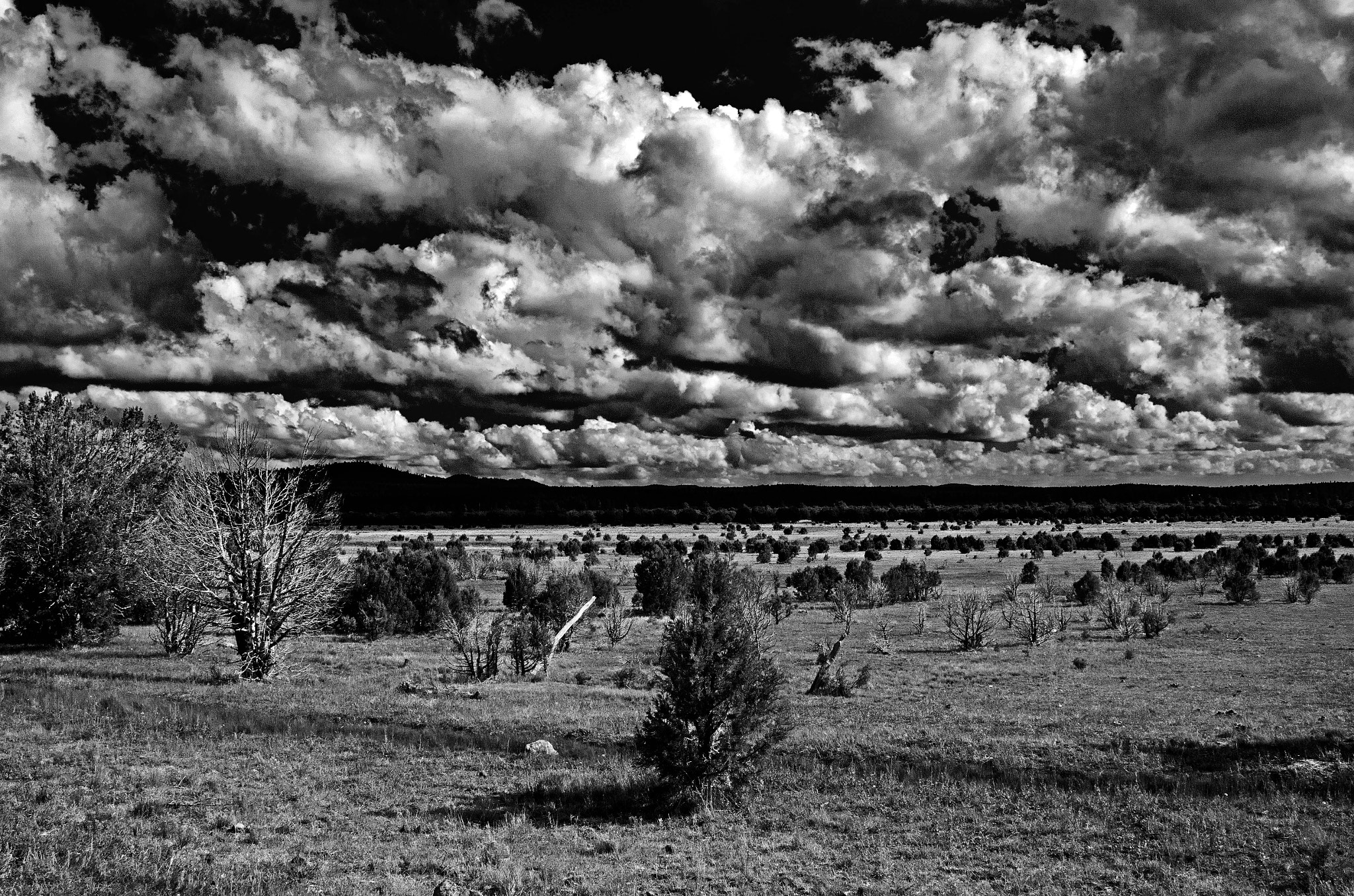 Nikon D7000 + Tamron SP AF 24-135mm f/3.5-5.6 AD Aspherical (IF) Macro (190D) sample photo. Timber mesa meadows b&w photography
