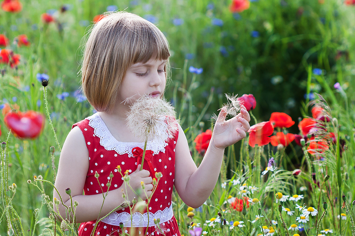 Canon EF 100mm F2.8 Macro USM sample photo. Among poppies (2) photography