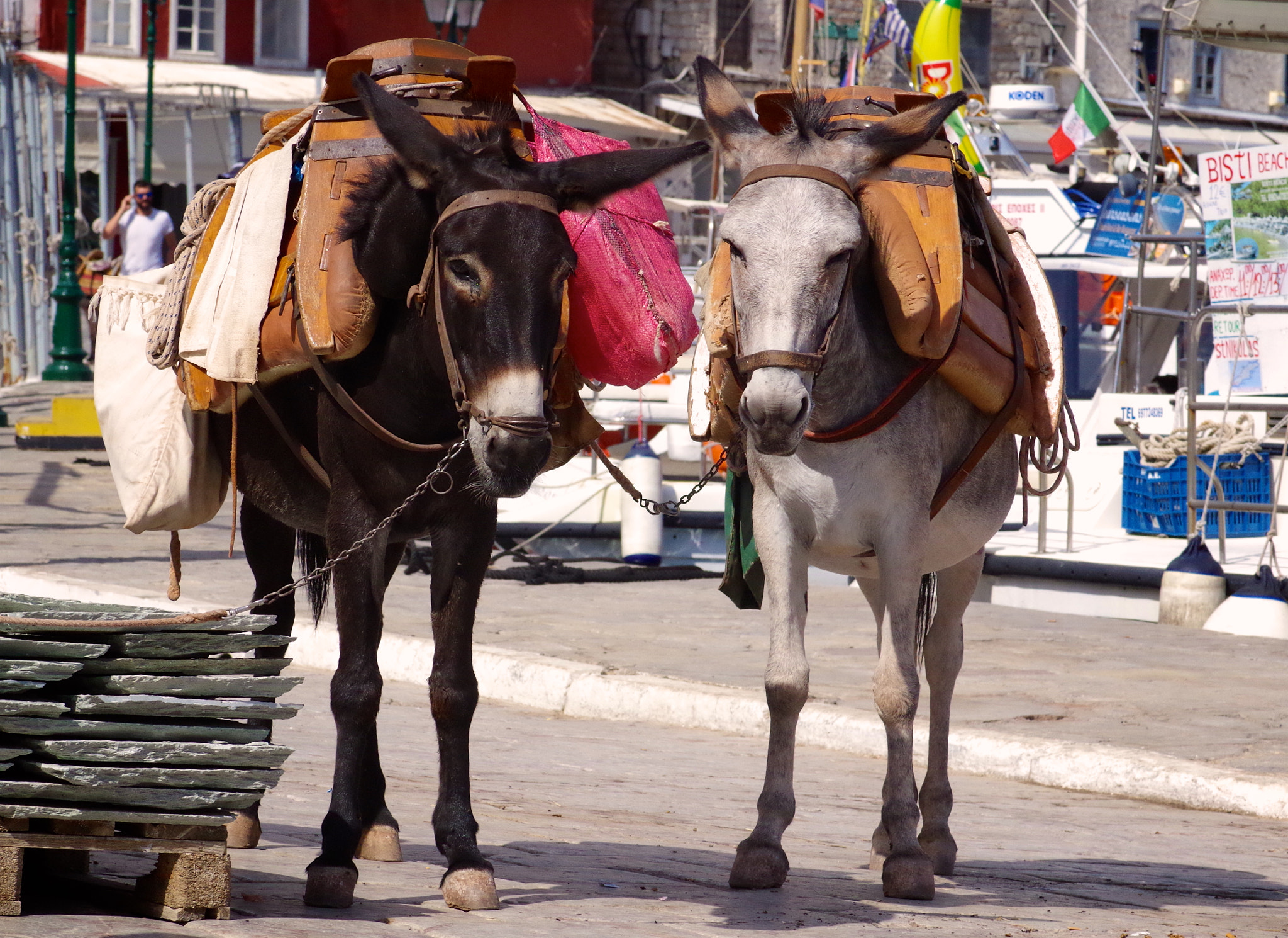 Pentax smc D-FA 100mm F2.8 Macro WR sample photo. Donkey love photography