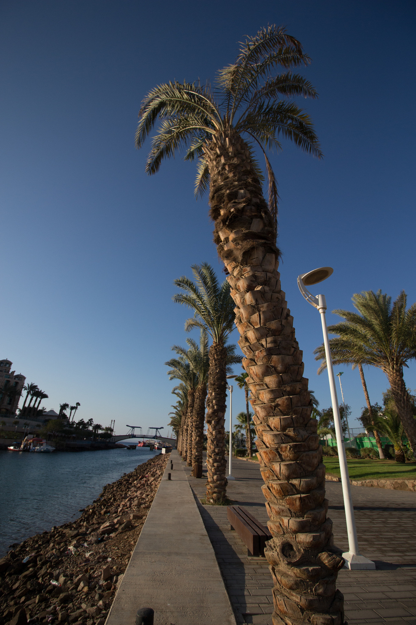 Canon EOS 700D (EOS Rebel T5i / EOS Kiss X7i) sample photo. A boulevard of palms photography