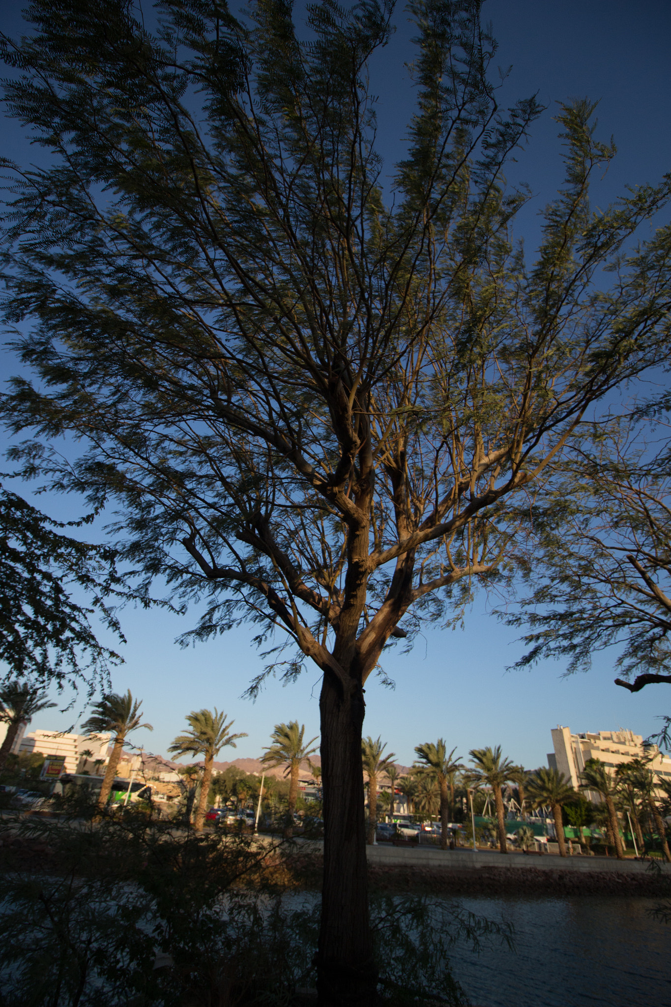 Canon EOS 700D (EOS Rebel T5i / EOS Kiss X7i) + Canon EF-S 10-18mm F4.5–5.6 IS STM sample photo. Tree @ sunrise photography