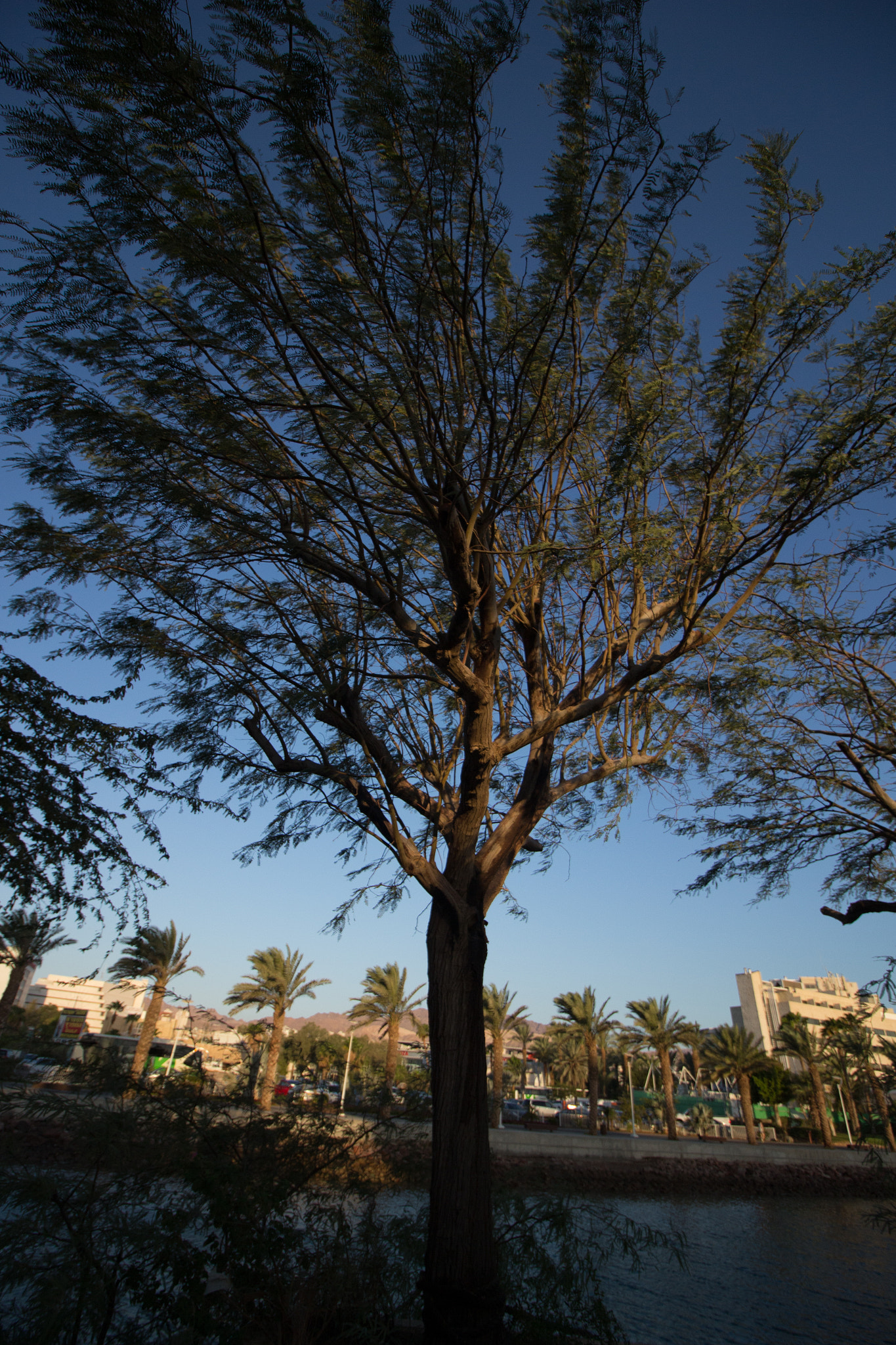 Canon EOS 700D (EOS Rebel T5i / EOS Kiss X7i) sample photo. Tree @ sunrise photography
