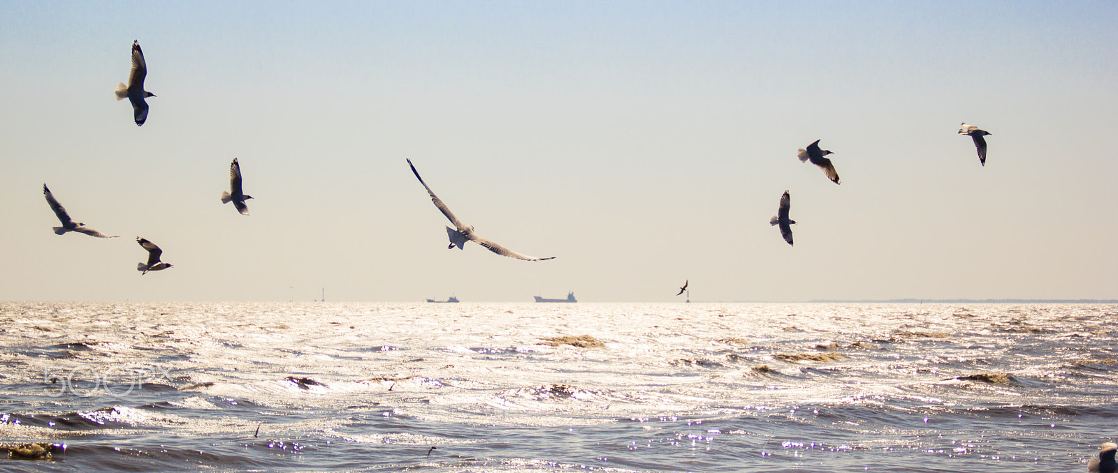 Canon EOS 550D (EOS Rebel T2i / EOS Kiss X4) sample photo. I can fly photography