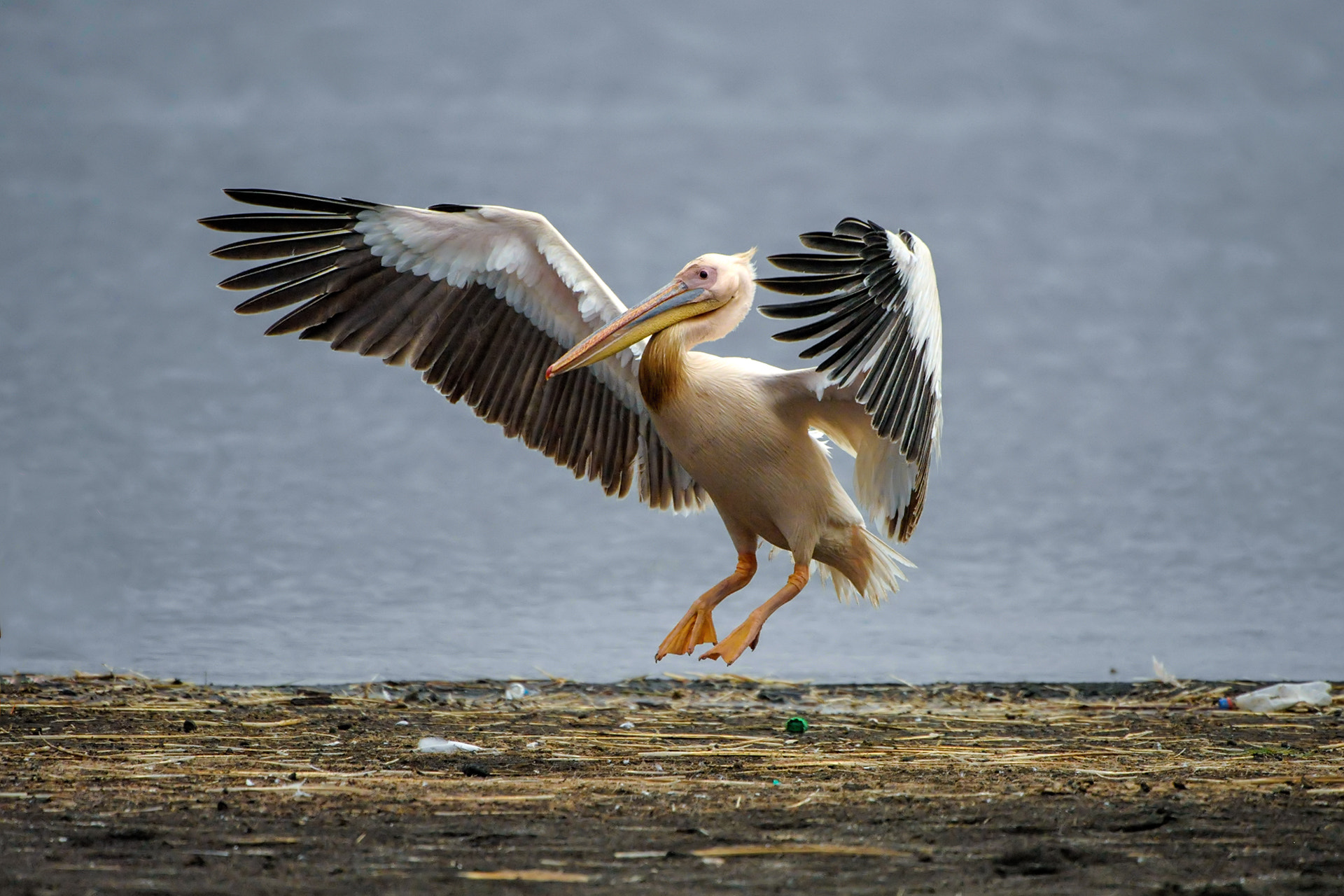 Nikon D3 + Nikon AF-S Nikkor 200-400mm F4G ED-IF VR sample photo. An elegant descend photography