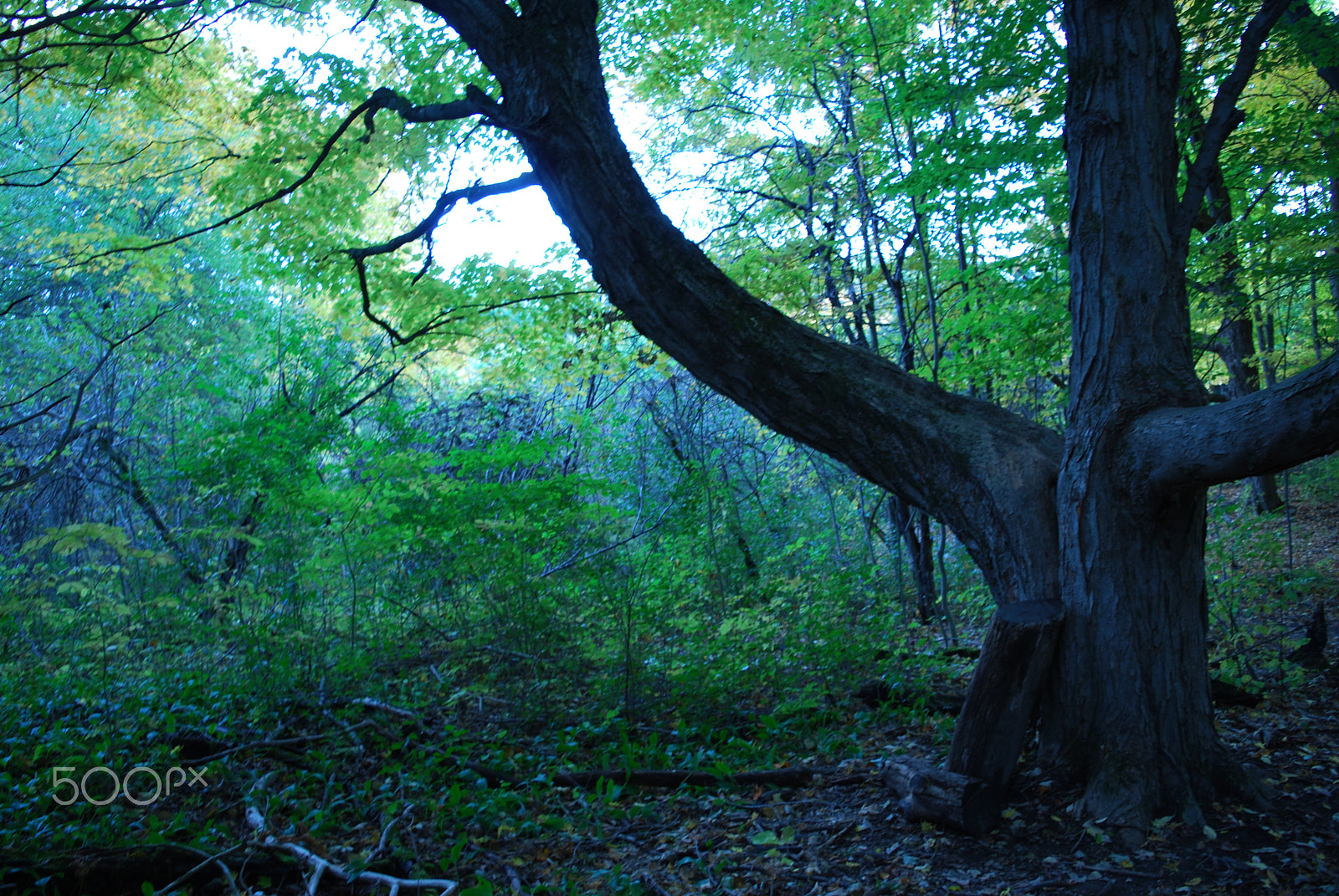 Nikon D60 sample photo. Creepy old tree - sdoma photography