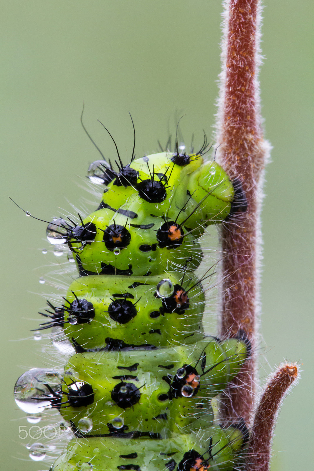 Canon EOS 60D + Canon EF 100mm F2.8L Macro IS USM sample photo. Caterpillar with raindrops photography