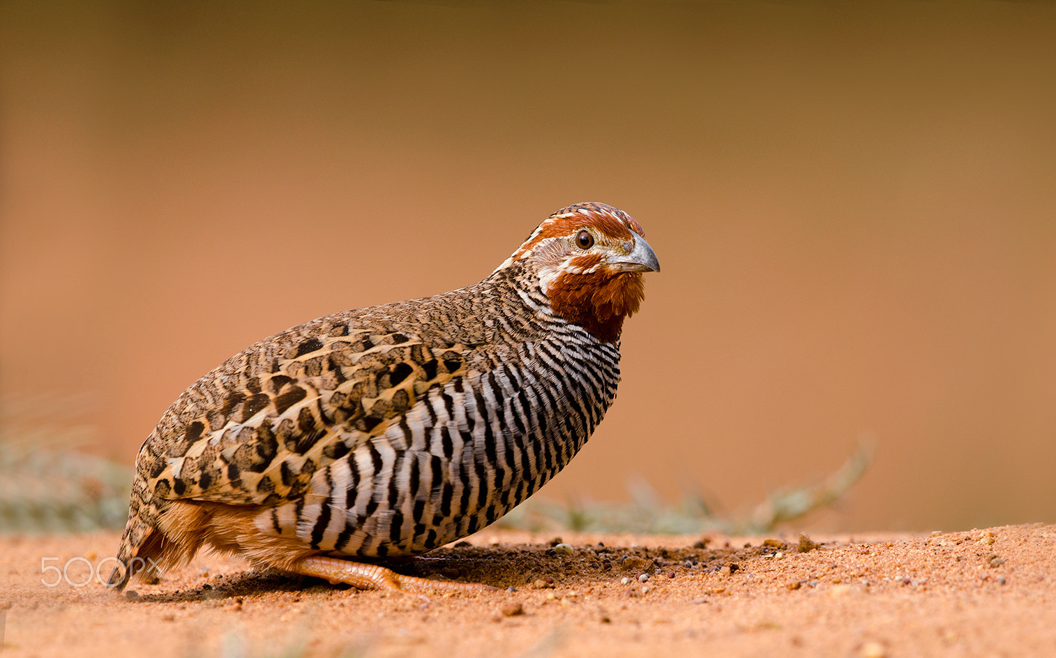 Nikon D7000 + Nikon AF-S Nikkor 500mm F4G ED VR sample photo. Jungle bush quail photography