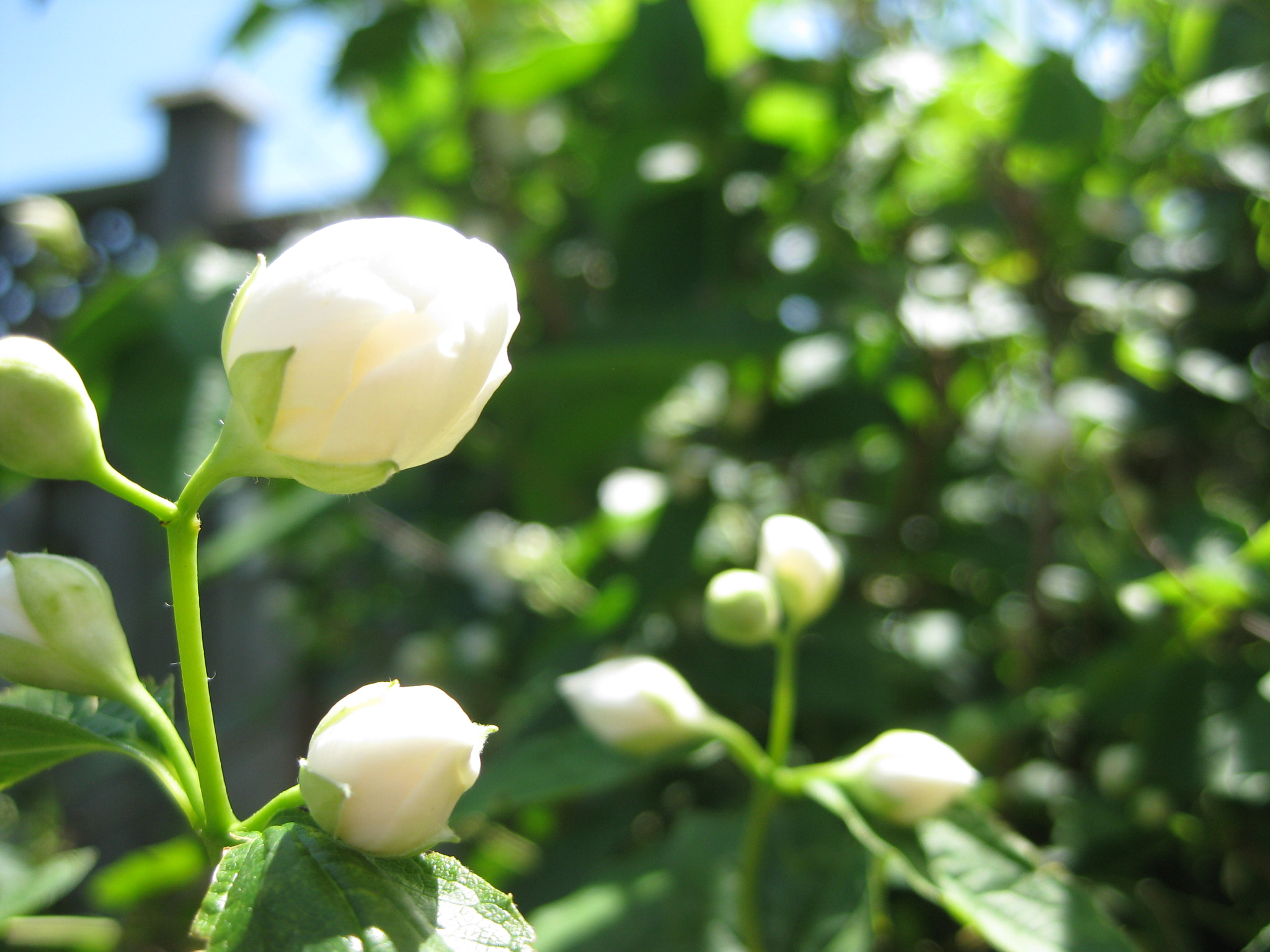 Canon PowerShot SD1100 IS (Digital IXUS 80 IS / IXY Digital 20 IS) sample photo. Spring buds photography