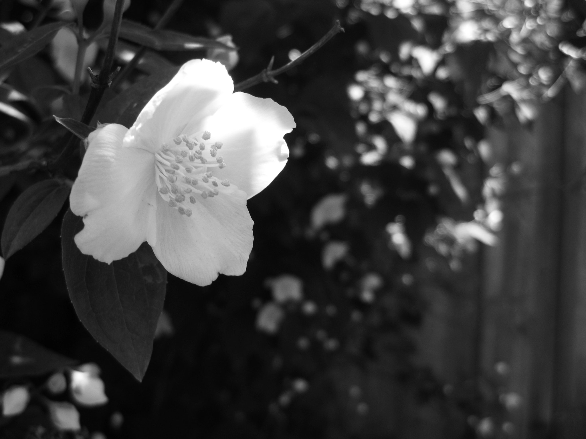 Canon PowerShot SD1100 IS (Digital IXUS 80 IS / IXY Digital 20 IS) sample photo. Garden flowers photography