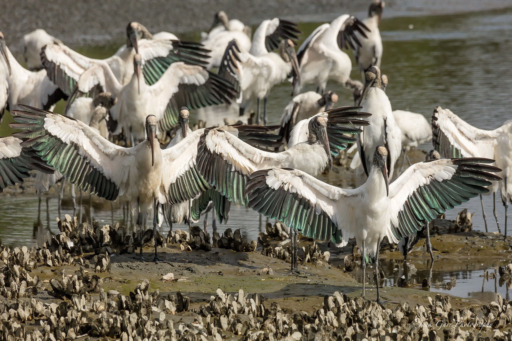 Canon EOS 5DS sample photo. Wood storks sunning wings photography