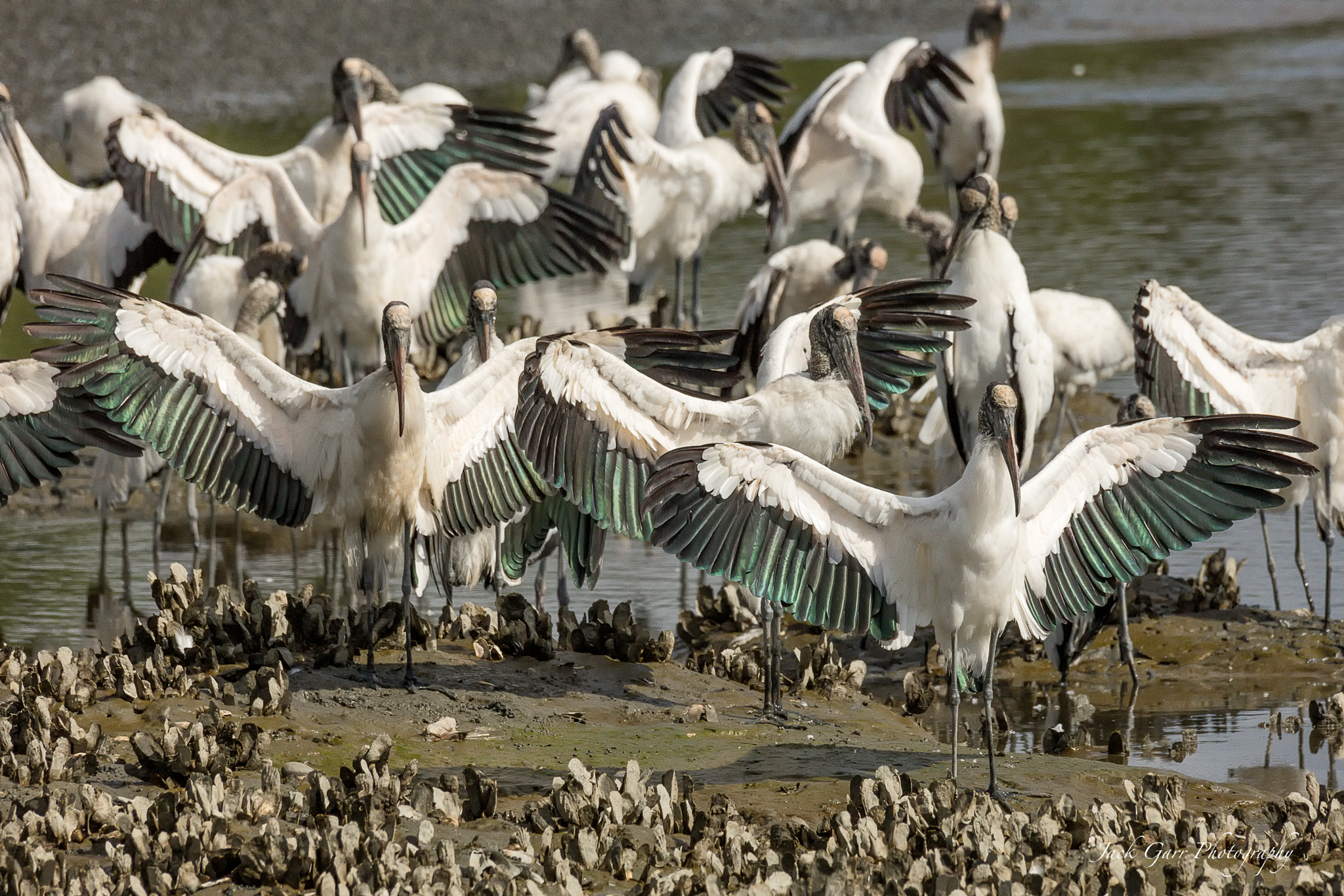 150-600mm F5-6.3 DG OS HSM | Sports 014 sample photo. Wood storks sunning wings photography