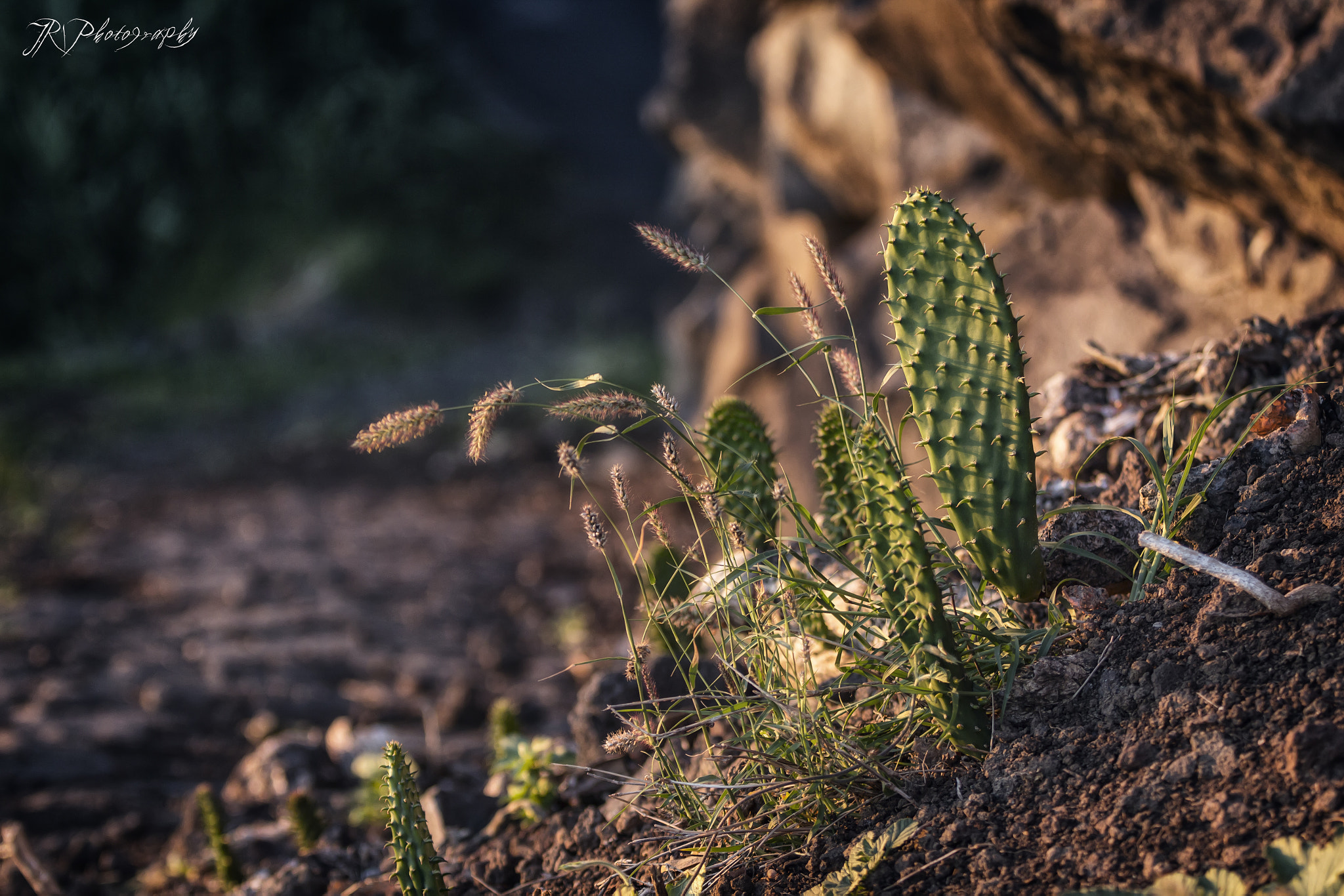 Canon EF 70-200mm F2.8L IS II USM sample photo. Where the cacti grow (madeira) photography