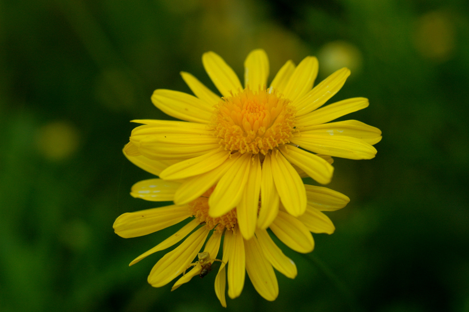 Nikon D70s + Sigma Macro 90mm F2.8 sample photo. A photography