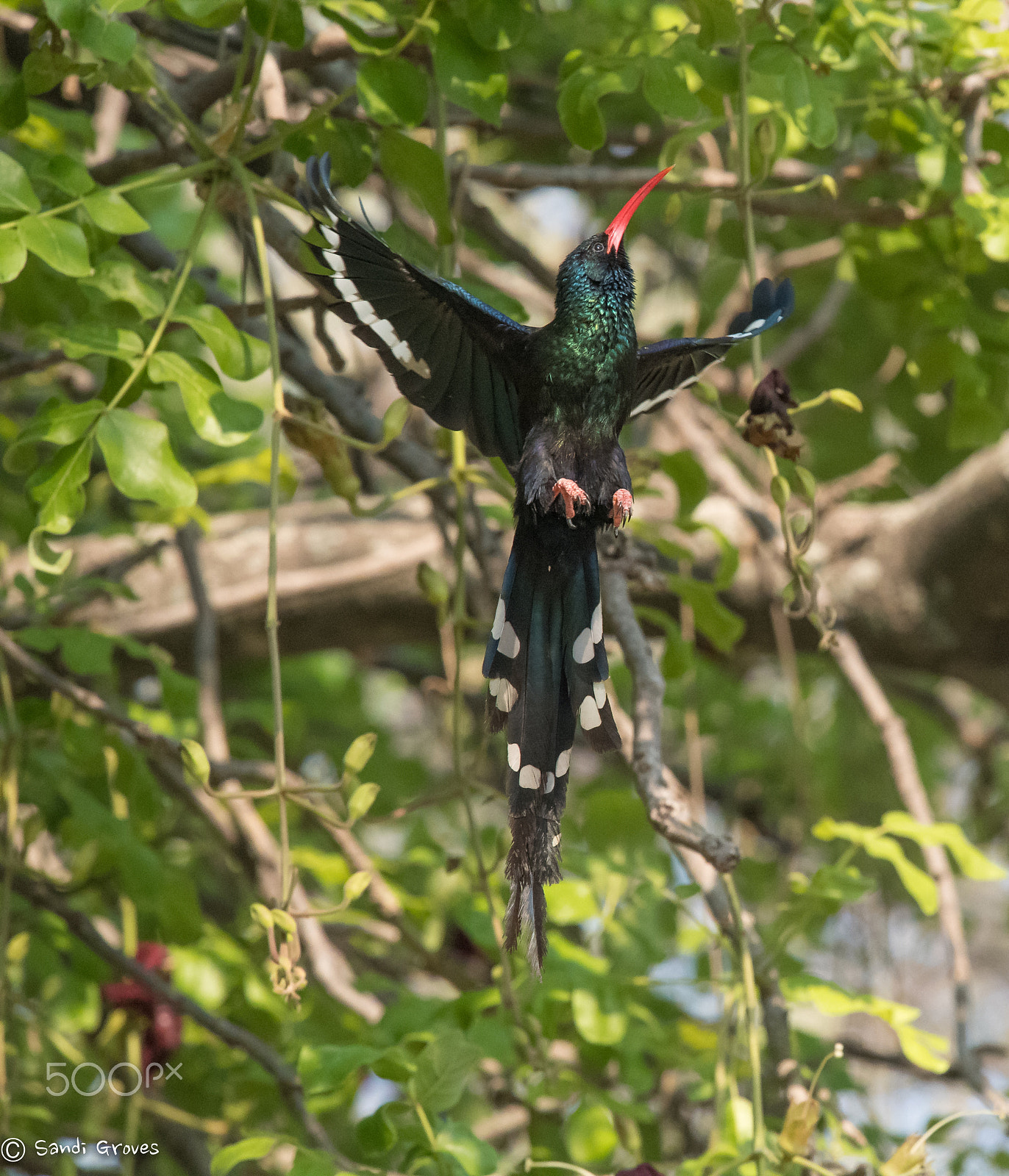 Nikon Nikkor AF-S 300mm F4E PF ED VR sample photo. Green wood hoopoe photography