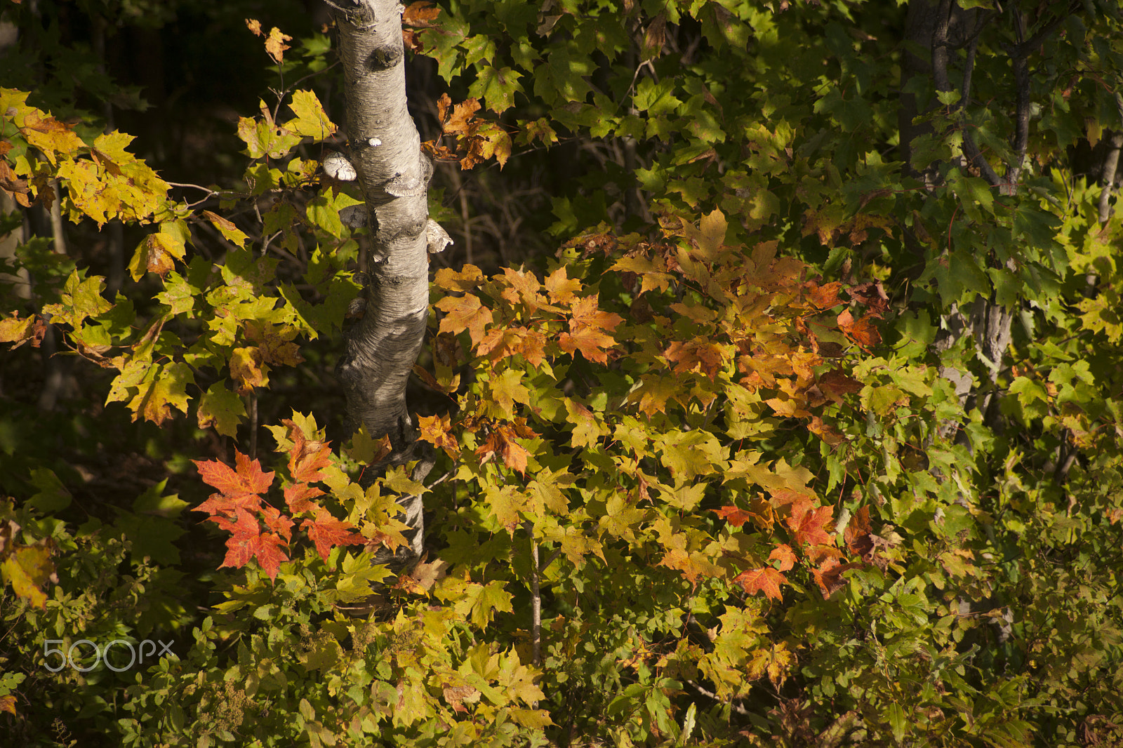 Minolta/Sony AF 24-105mm F3.5-4.5 (D) sample photo. Autumn in the forest photography