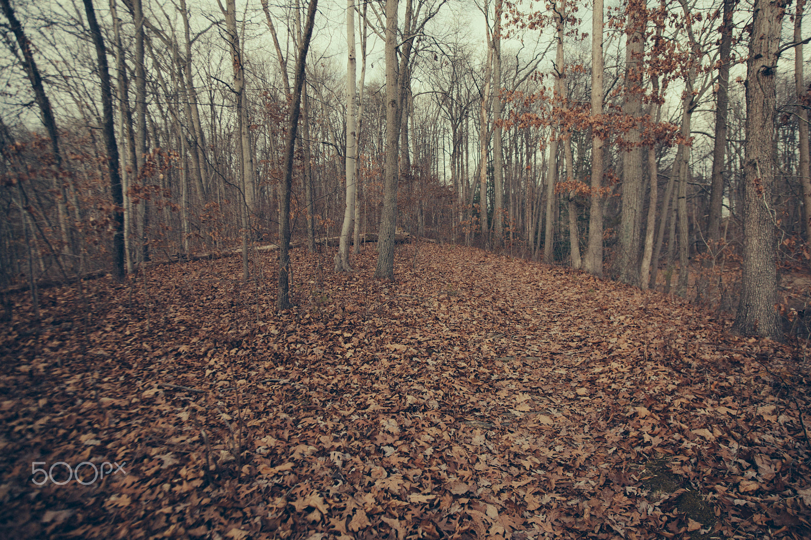 Canon EOS 5D Mark II + Sigma 20mm EX f/1.8 sample photo. Walk photography