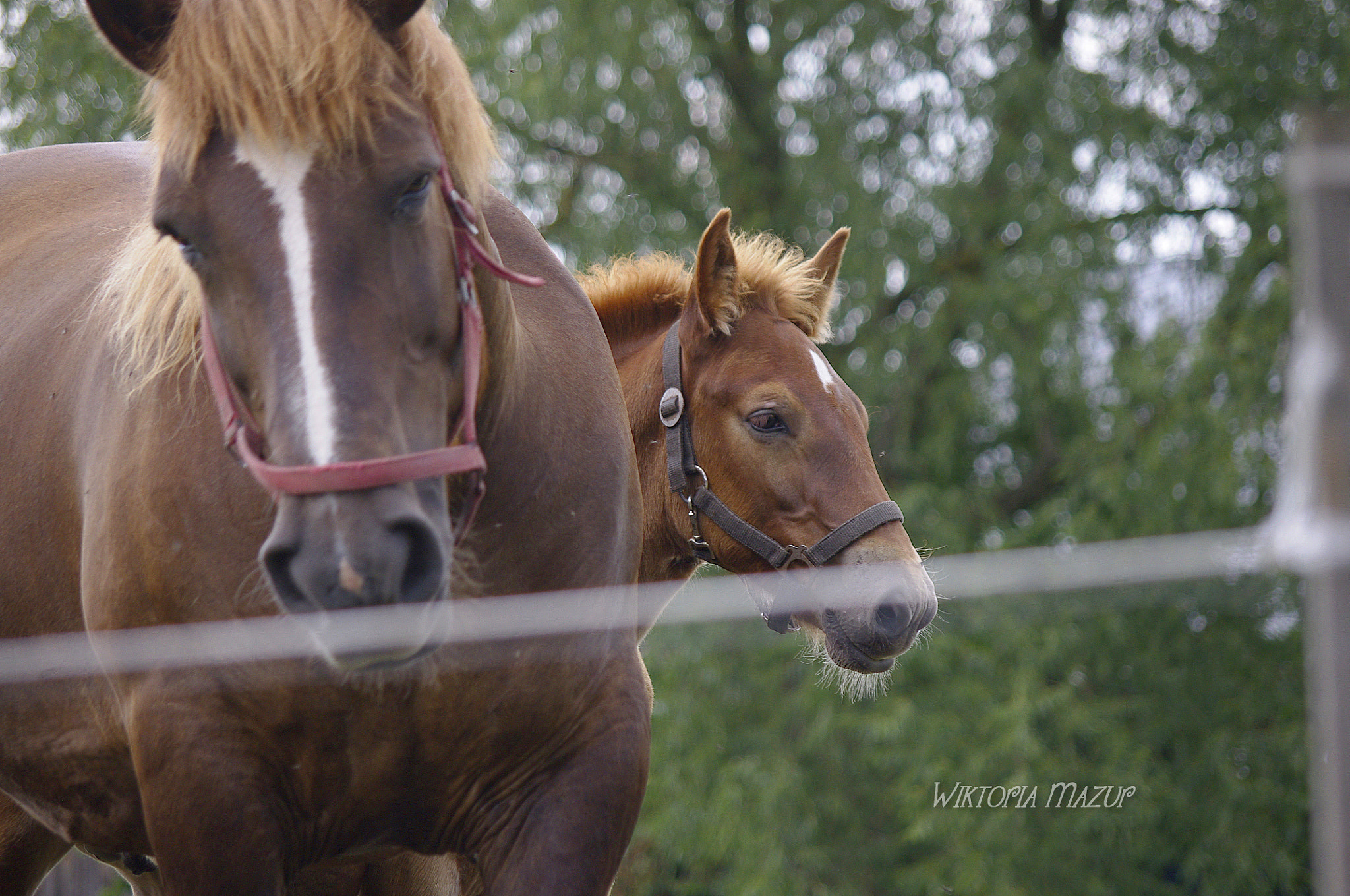 Pentax K-x sample photo. Foal <3 photography