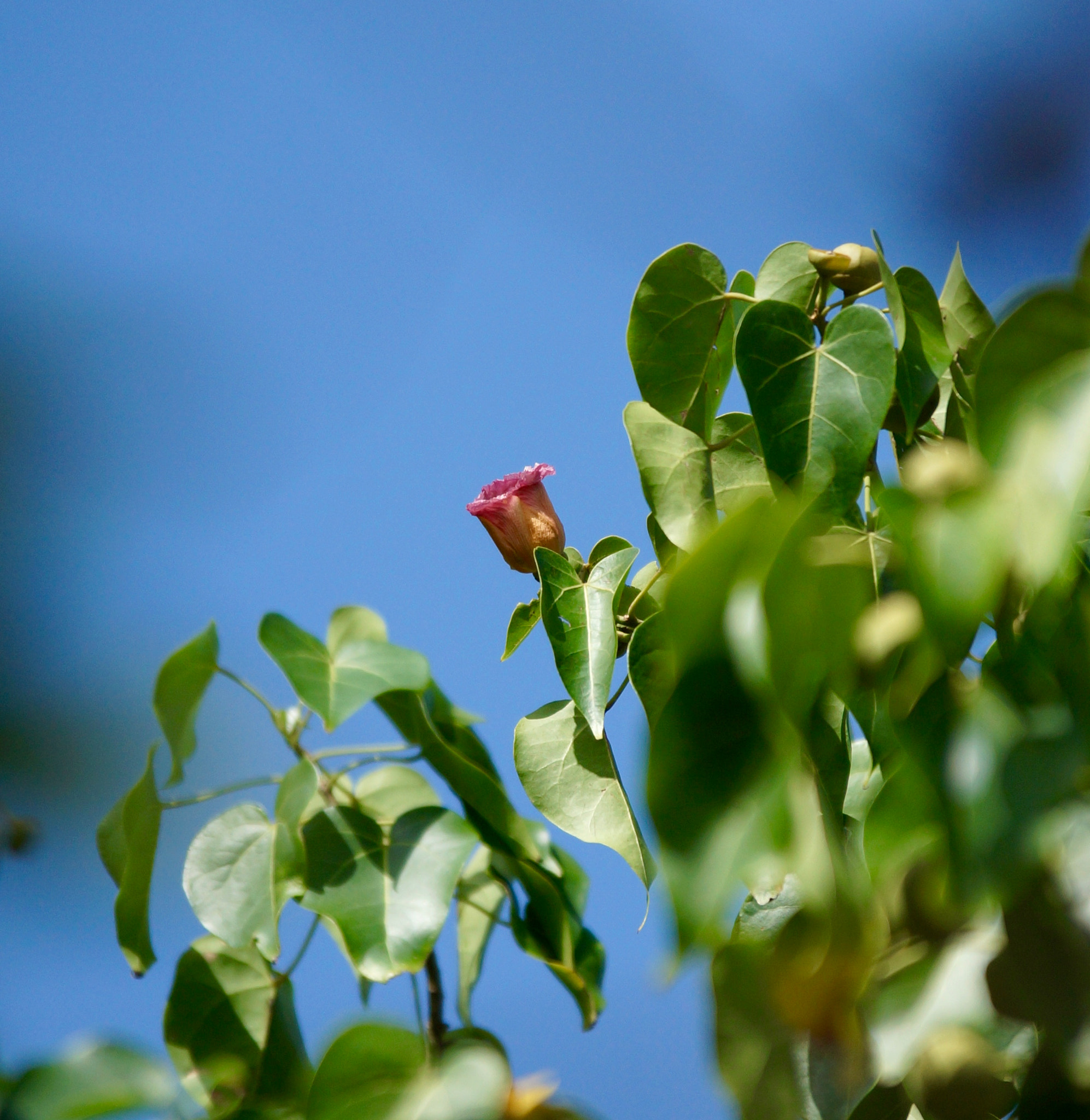 Sigma 70-200mm F2.8 EX DG Macro HSM II sample photo. Dsc photography