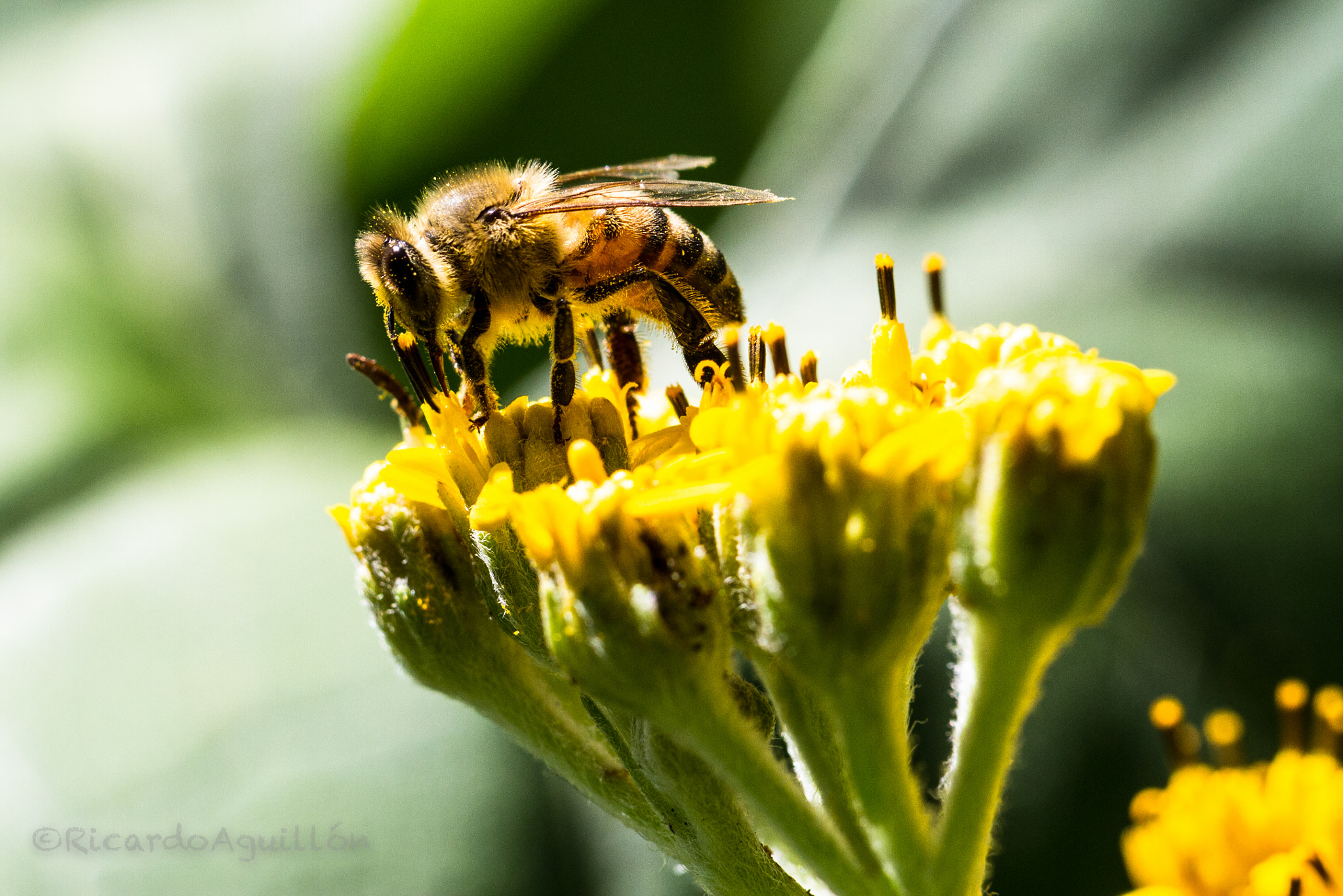 Canon EOS 7D + Canon EF 100mm F2.8L Macro IS USM sample photo. Macrobee photography