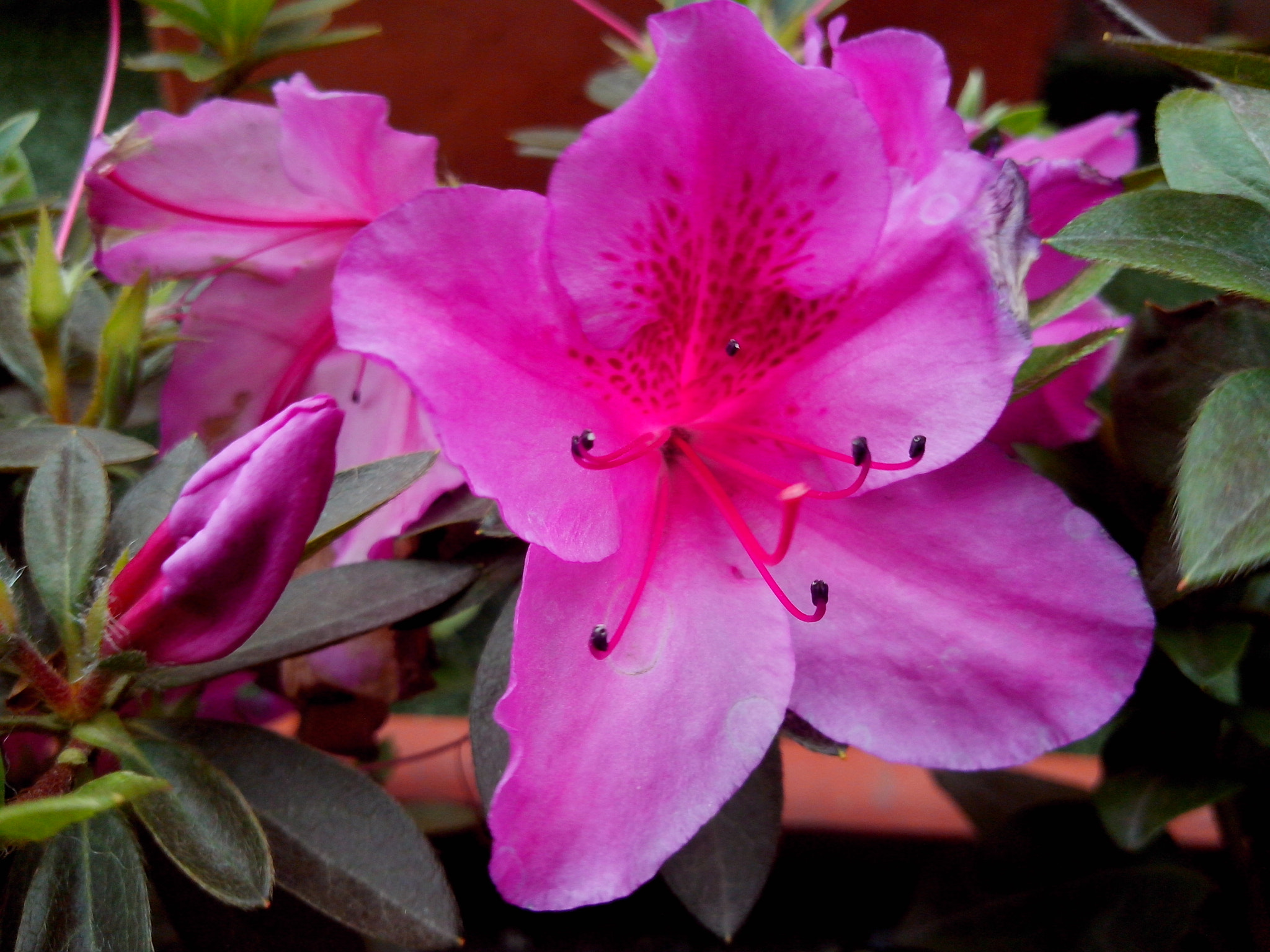 Motorola RAZR D3 sample photo. Hermoso color intenso photography