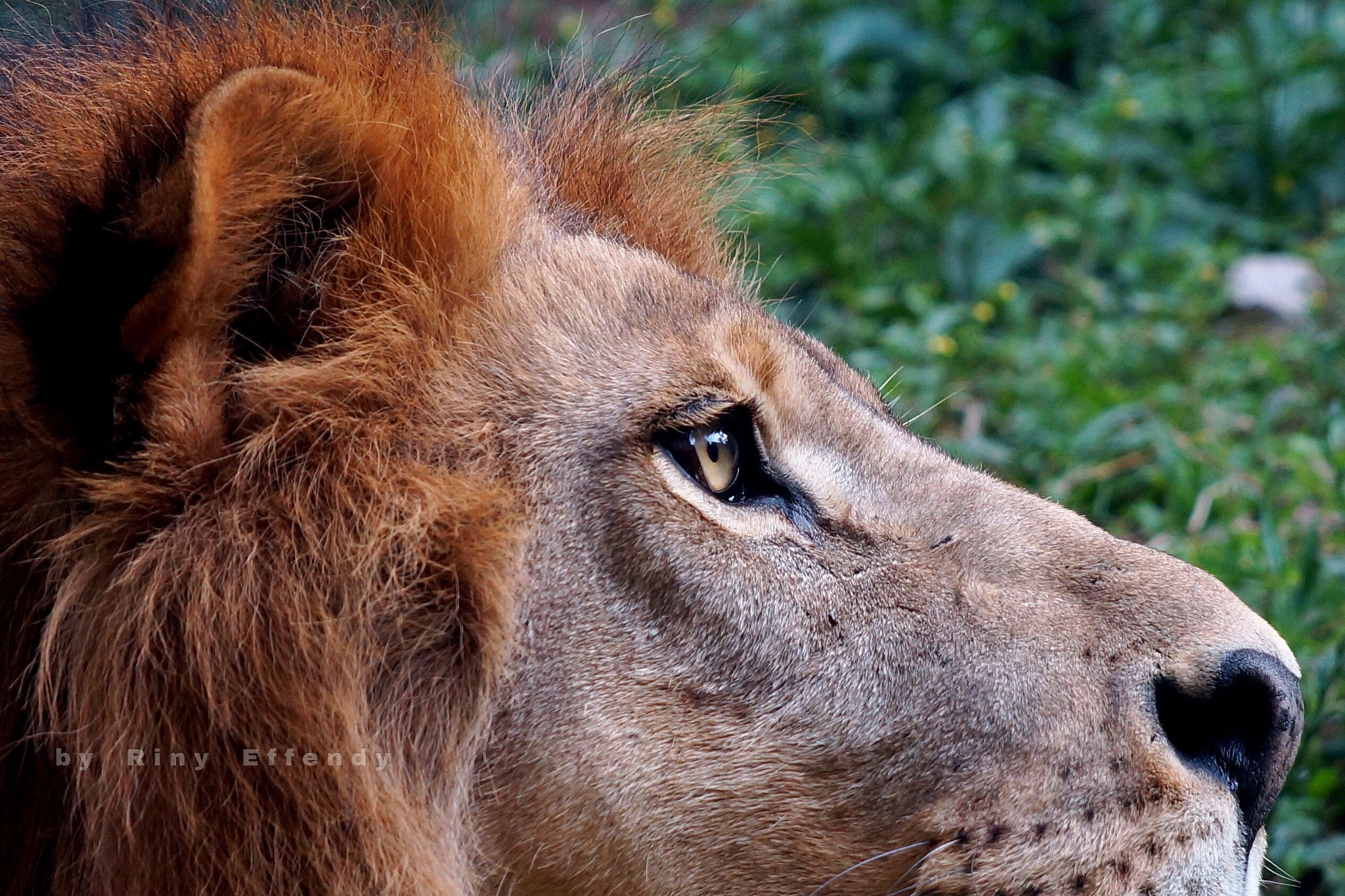 Sony SLT-A77 sample photo. Lion, batu secret zoo, east java 20160827 photography