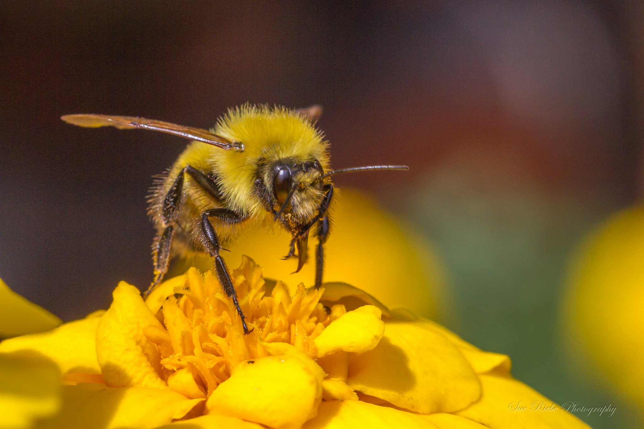 Canon EOS 7D sample photo. Bee on flower photography