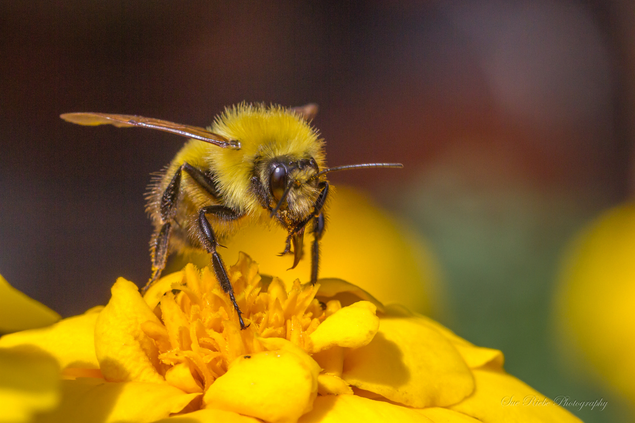 Canon EOS 7D + Canon EF 100mm F2.8L Macro IS USM sample photo. Bee on flower photography