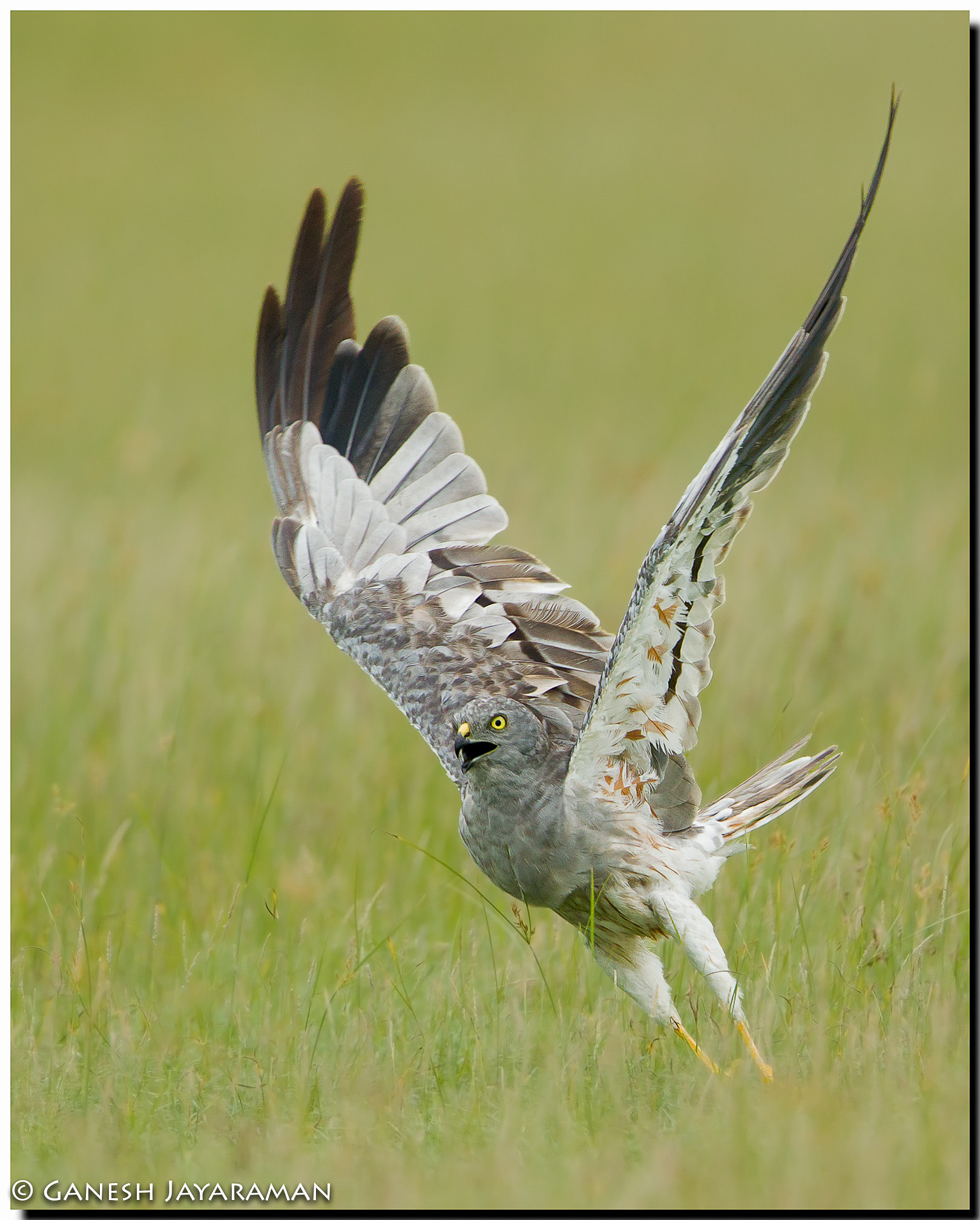 Canon EF 500mm F4L IS USM sample photo. Montagu's harrier (circus pygargus) photography