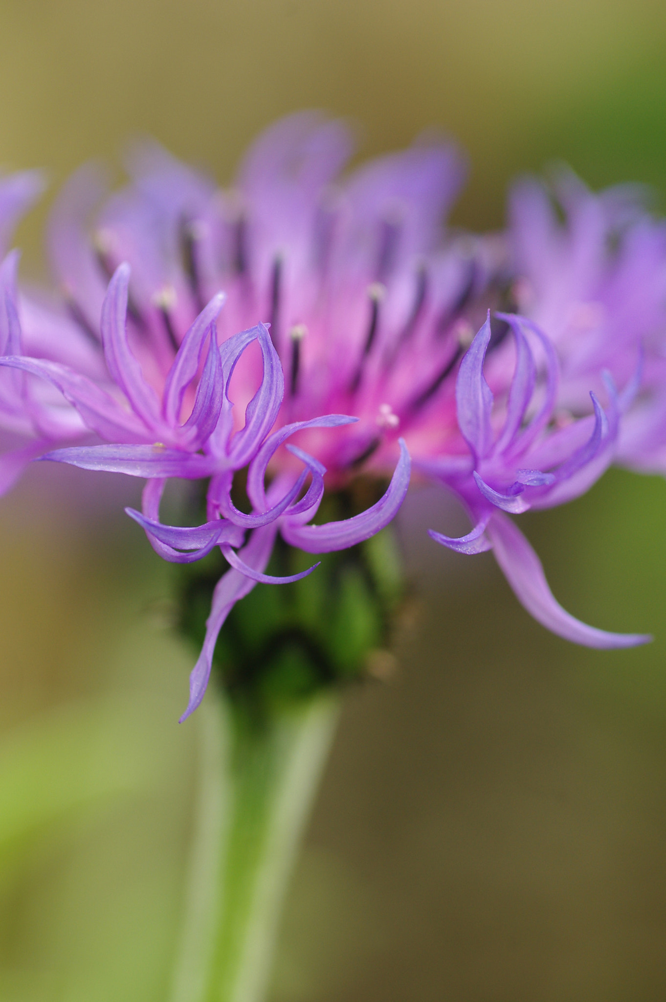 Pentax K200D + Tamron SP AF 90mm F2.8 Di Macro sample photo. Cornflower photography