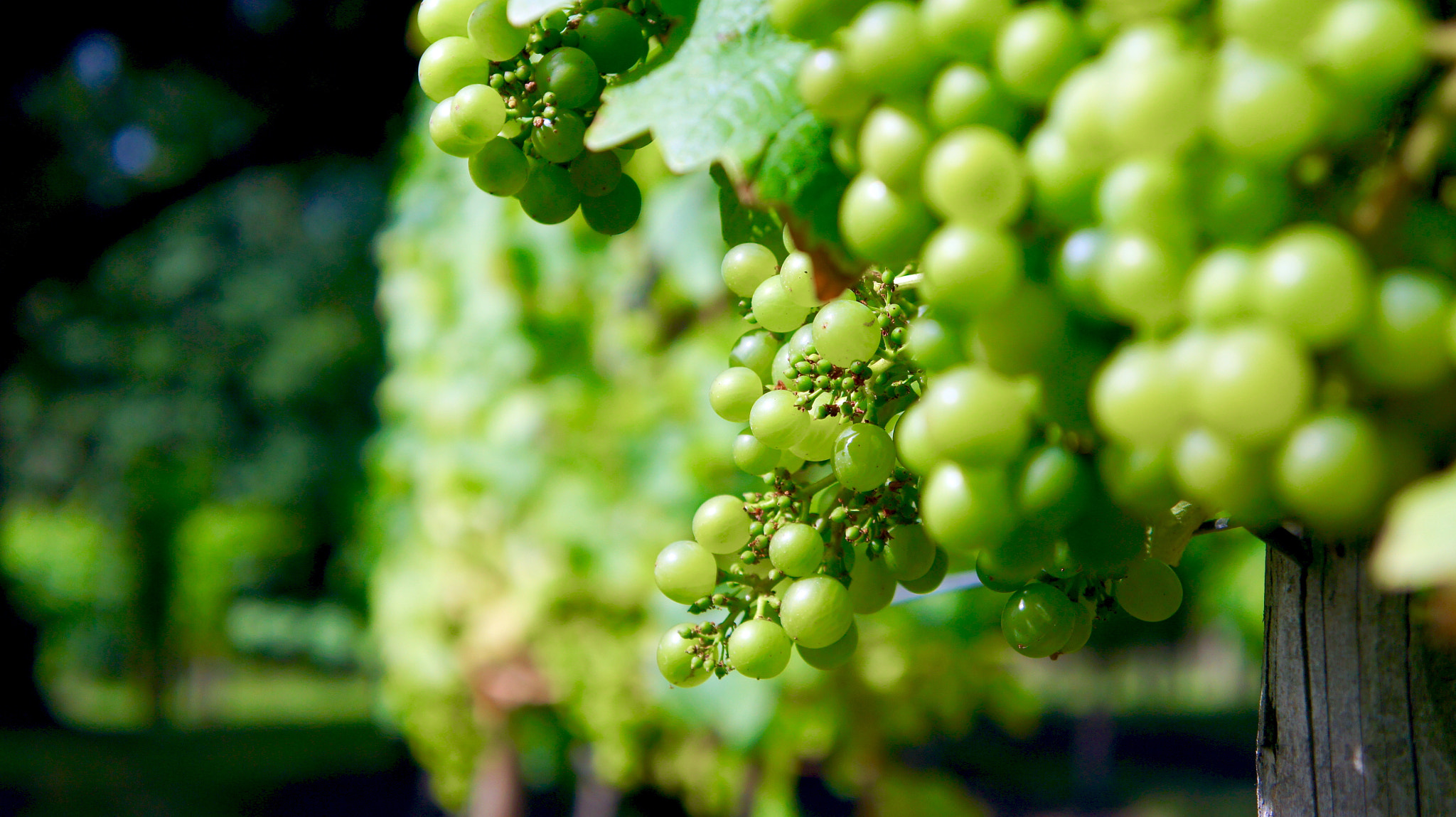 Sony Alpha NEX-5 + Sony E 18-55mm F3.5-5.6 OSS sample photo. Wine grapes in vineyard raw ready for harvest photography