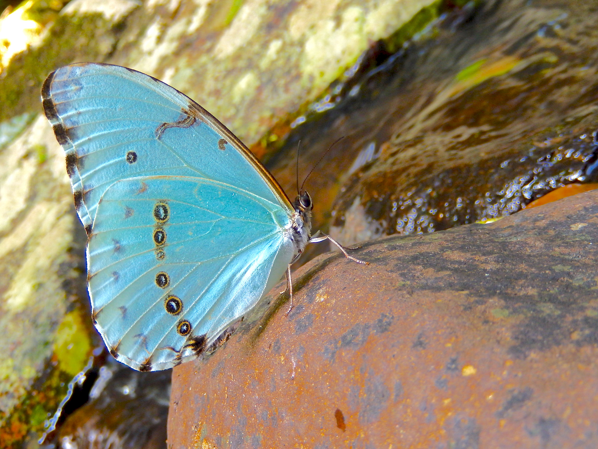 Nikon Coolpix S9500 sample photo. Pure color photography