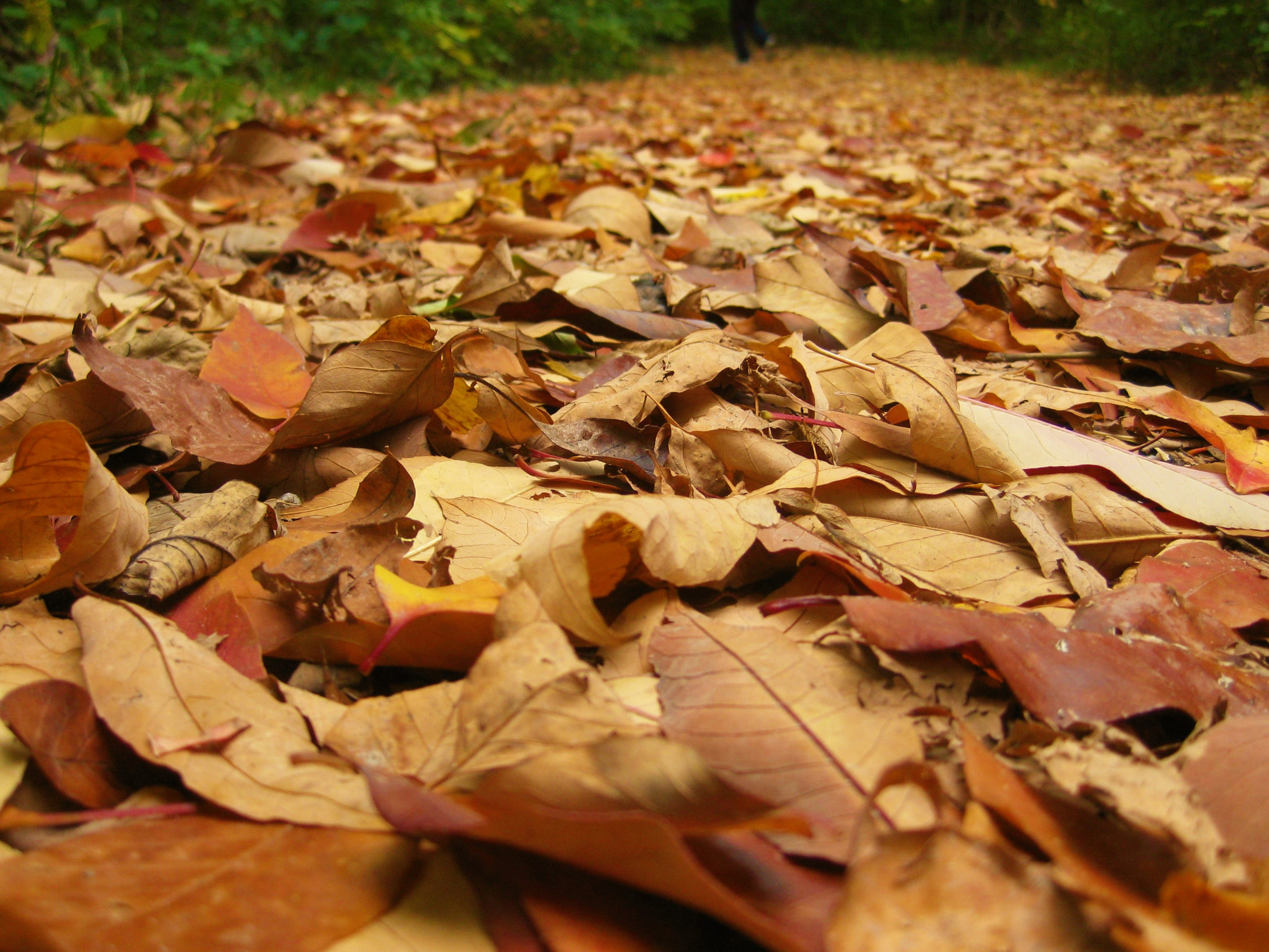 Canon PowerShot SD1100 IS (Digital IXUS 80 IS / IXY Digital 20 IS) sample photo. Bed of leaves photography