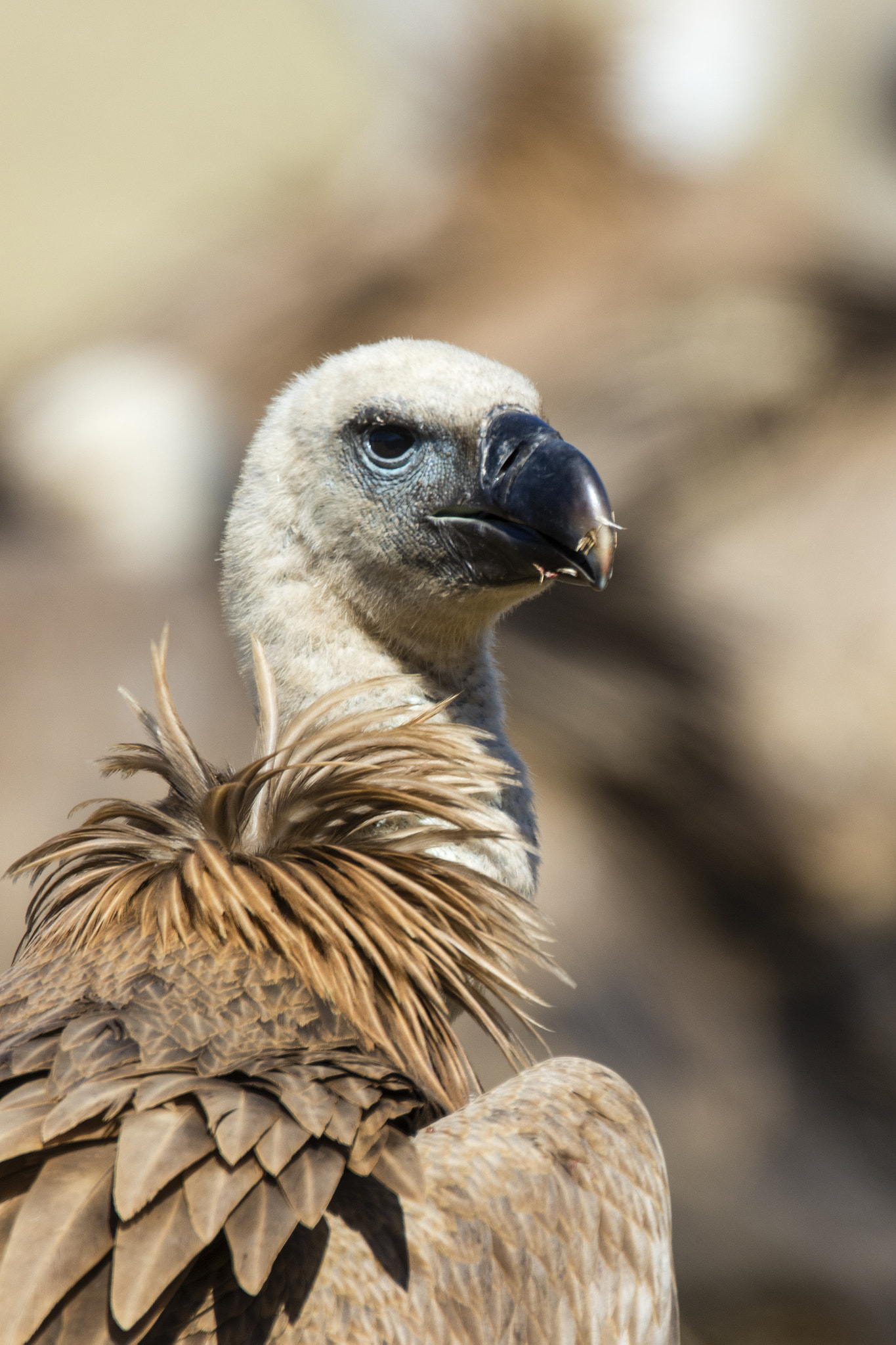 Canon EOS 7D Mark II sample photo. Vulture's portrait photography