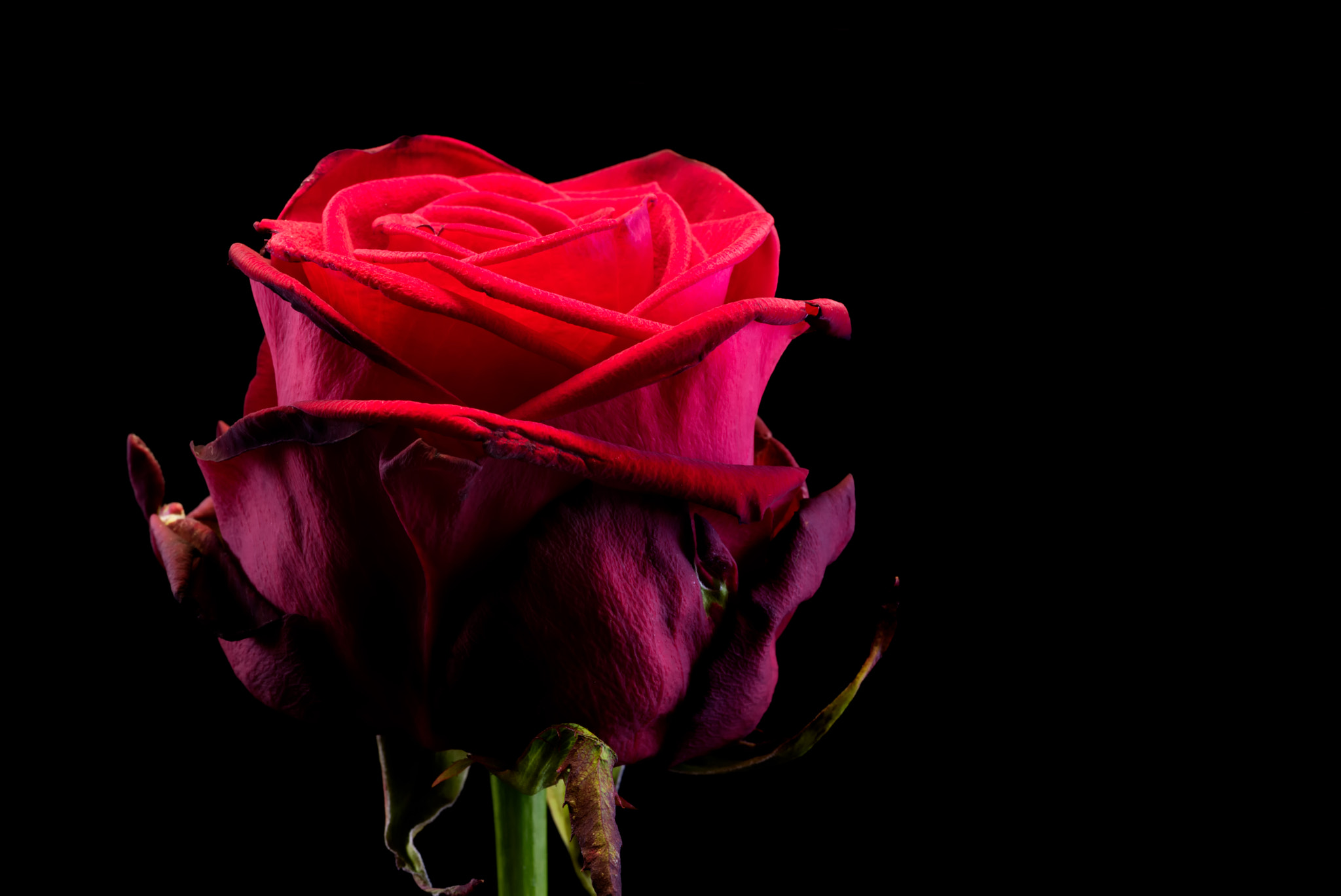 Tokina AT-X Pro 100mm F2.8 Macro sample photo. Just to be red photography