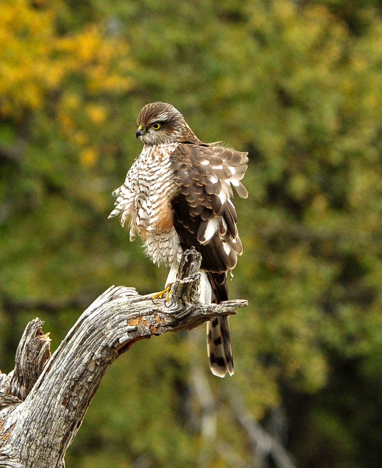 Nikon D300 sample photo. Spurvehauk photography