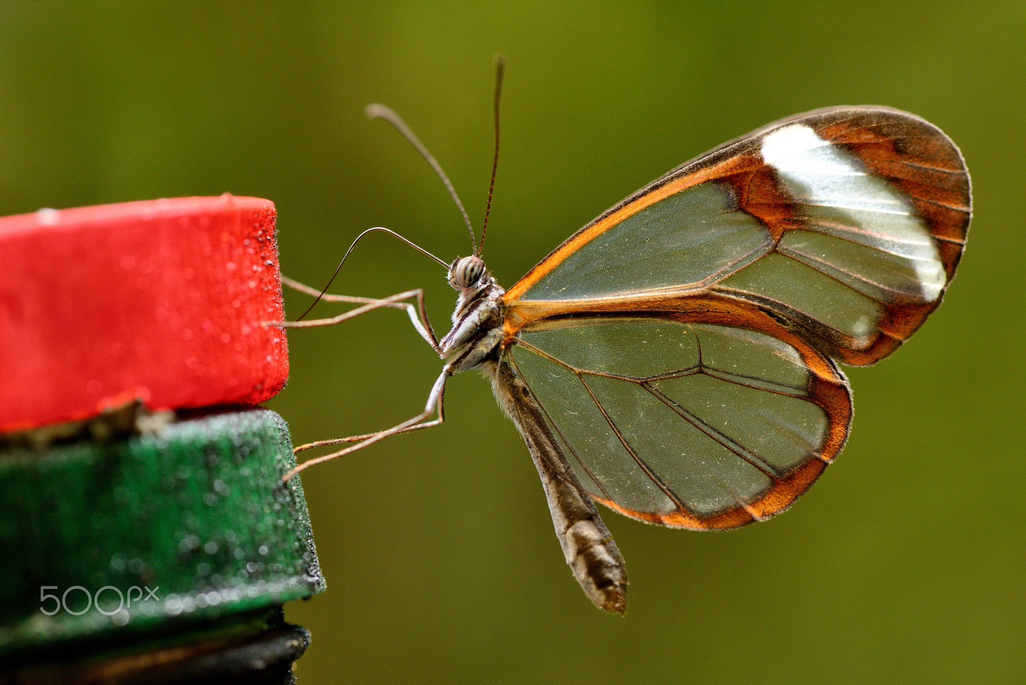 glasswinged