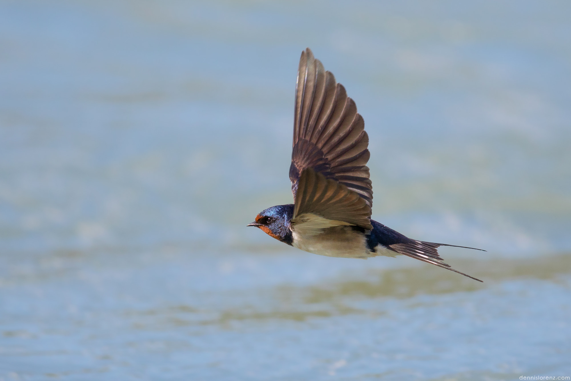 Canon EOS 7D Mark II sample photo. Barn swallow | rauchschwalbe photography