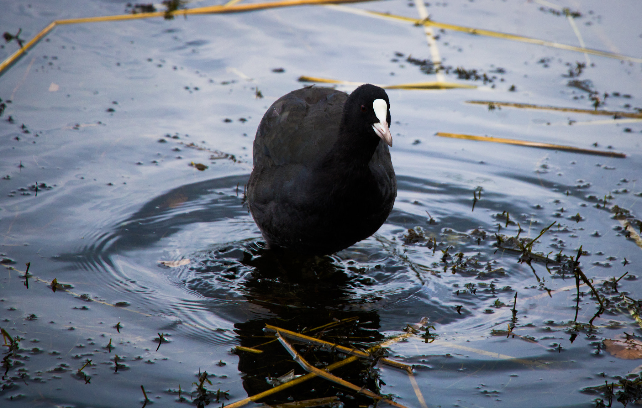 Canon EOS 760D (EOS Rebel T6s / EOS 8000D) sample photo. Black bird photography