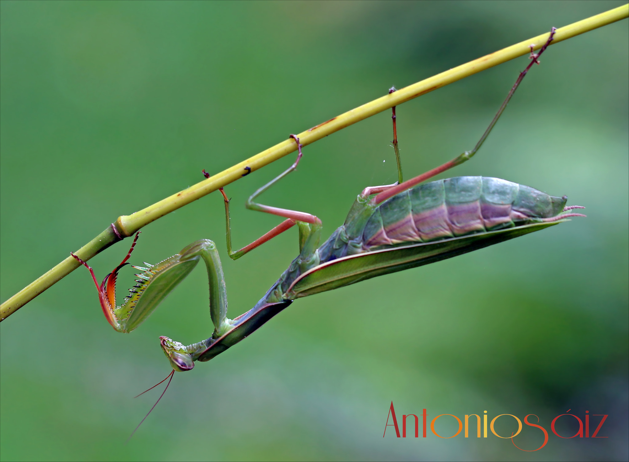 Canon EOS 700D (EOS Rebel T5i / EOS Kiss X7i) + Canon EF 100mm F2.8L Macro IS USM sample photo. Mantis photography