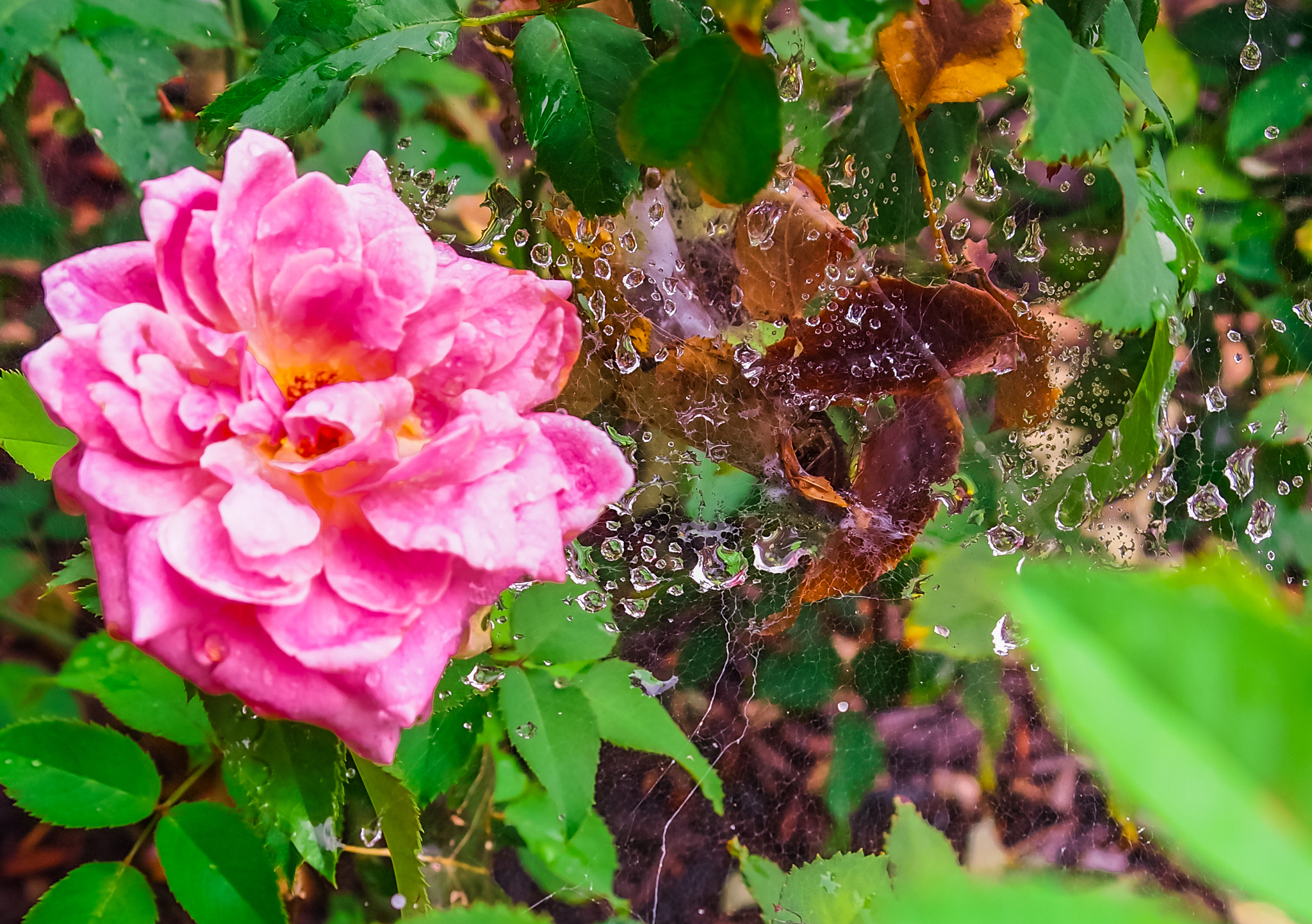 Olympus PEN E-PL1 sample photo. Suspension photography