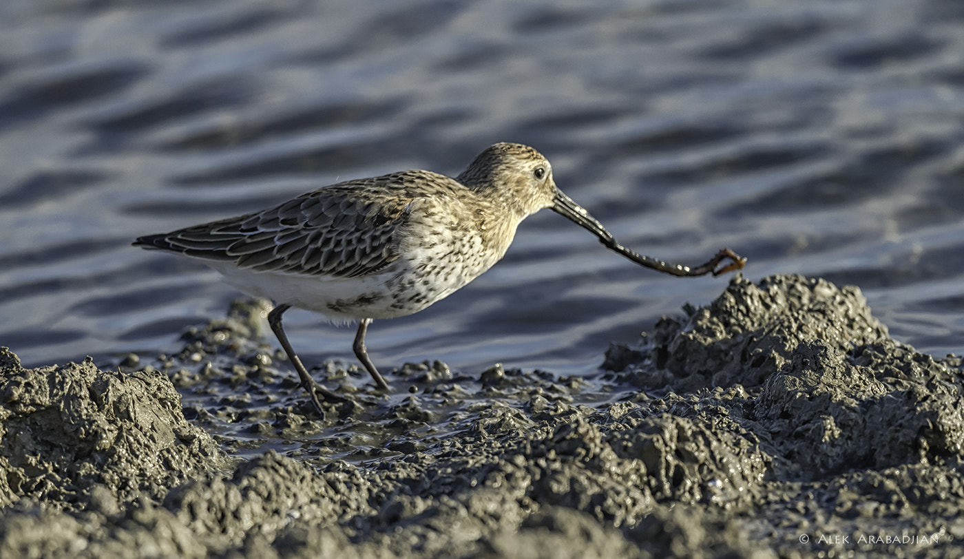Nikon AF-S Nikkor 800mm F5.6E FL ED VR sample photo. A snack photography