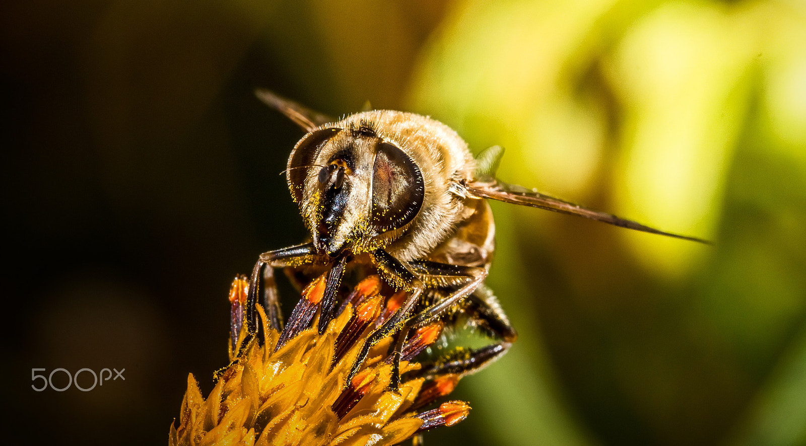Canon EF 100mm F2.8 Macro USM sample photo. A hard worker photography