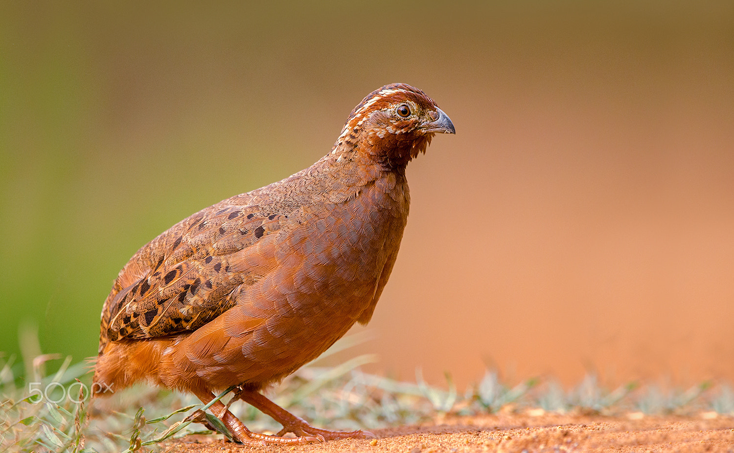 Nikon D7000 + Nikon AF-S Nikkor 500mm F4G ED VR sample photo. Jungle bush quail female photography